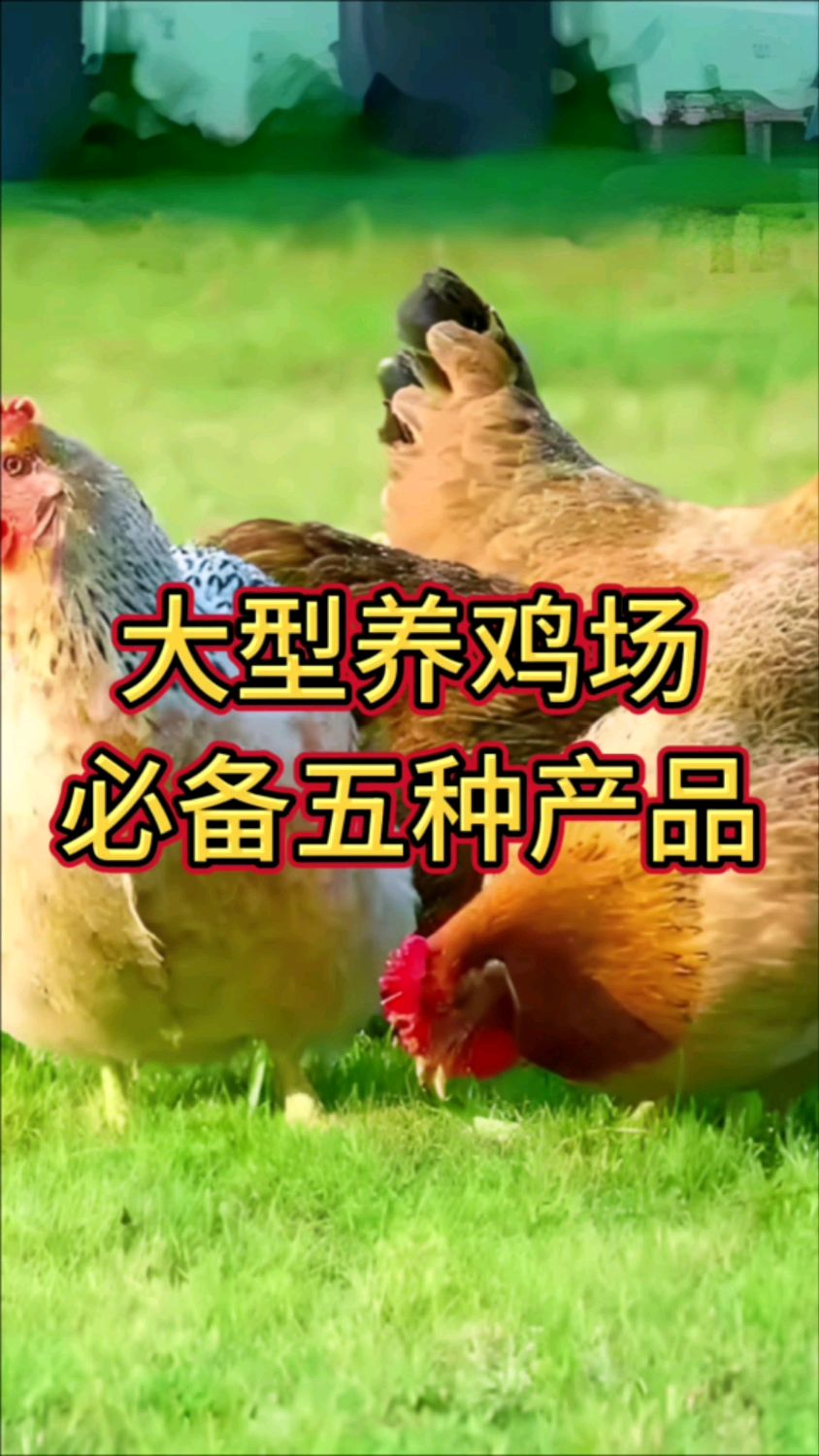 大型养鸡场必备五种产品