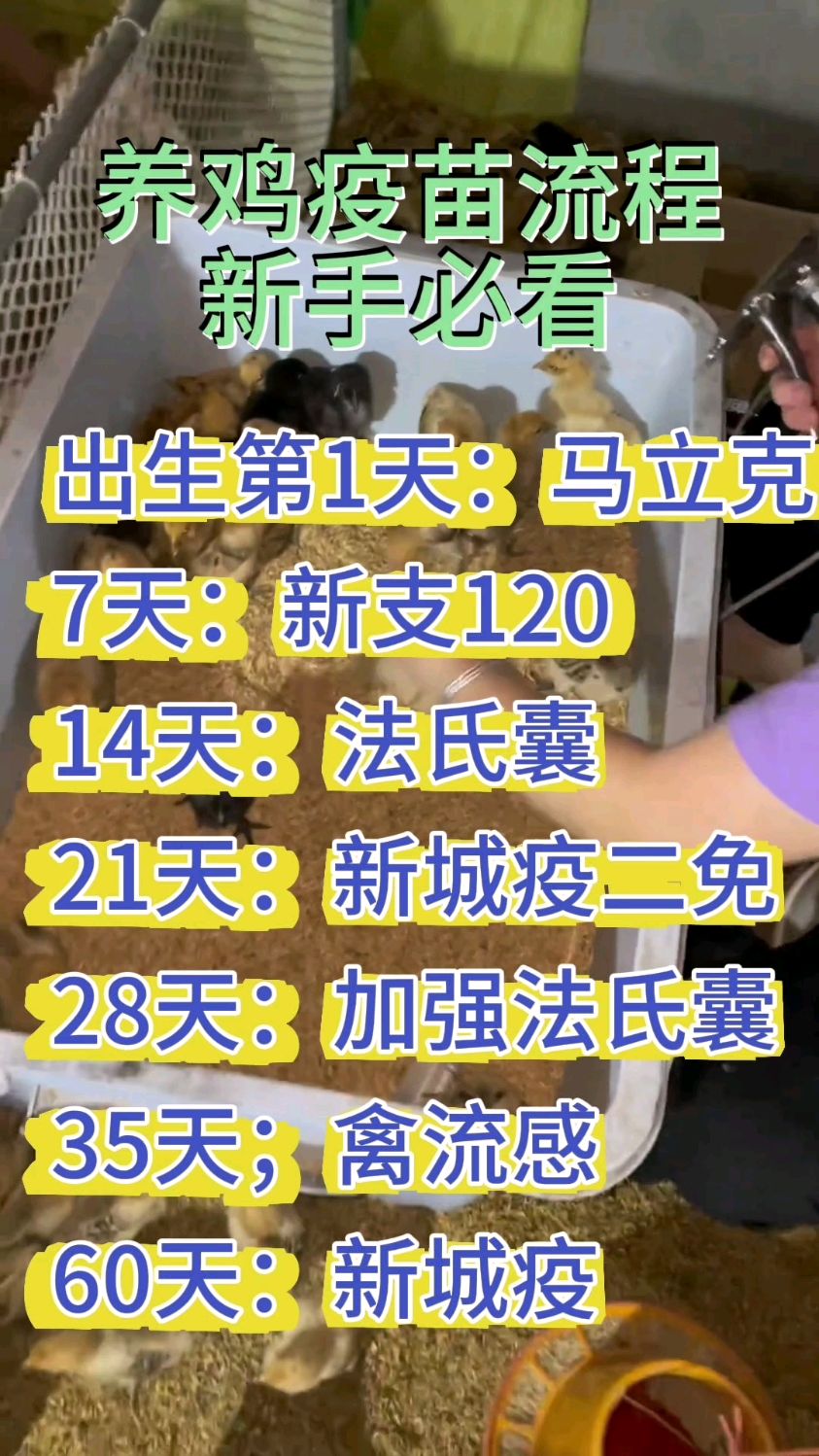 疫苗接种流程,新手养鸡必看