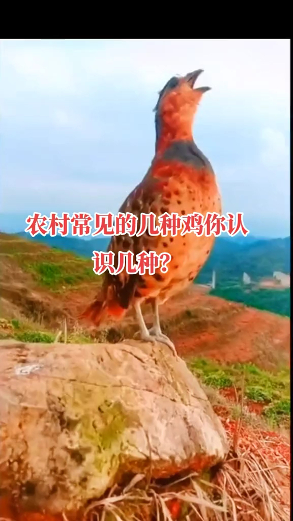 农村常听见的几种鸡叫,你听过几种