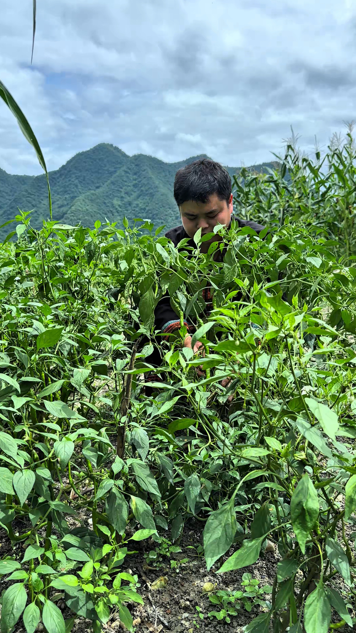农村简单的一餐，做一份贵州辣子鸡，滋粑辣椒和土鸡肉的碰撞！
