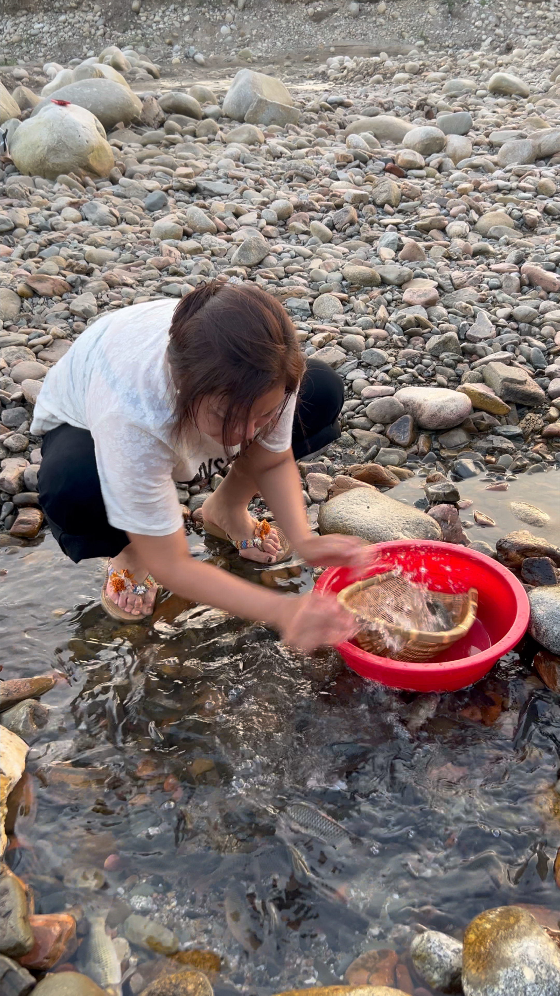 一大堆清水荷花鱼#记录生活