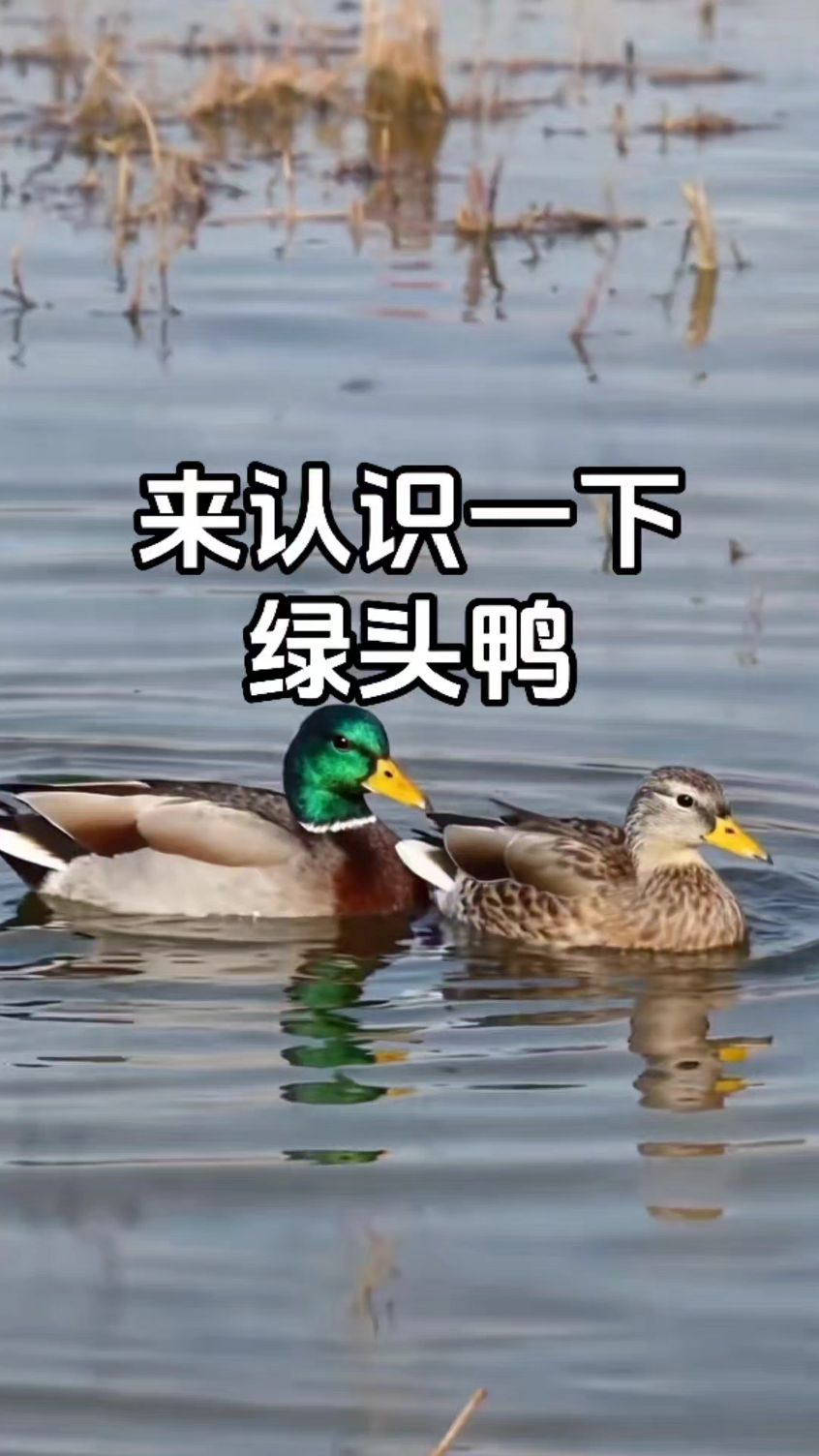 来认识一下绿头鸭