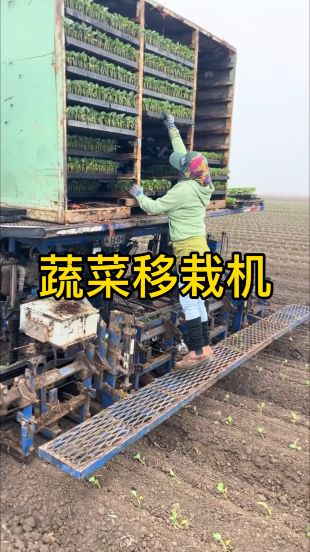 这蔬菜移栽机效率杠杠的,就是不实用