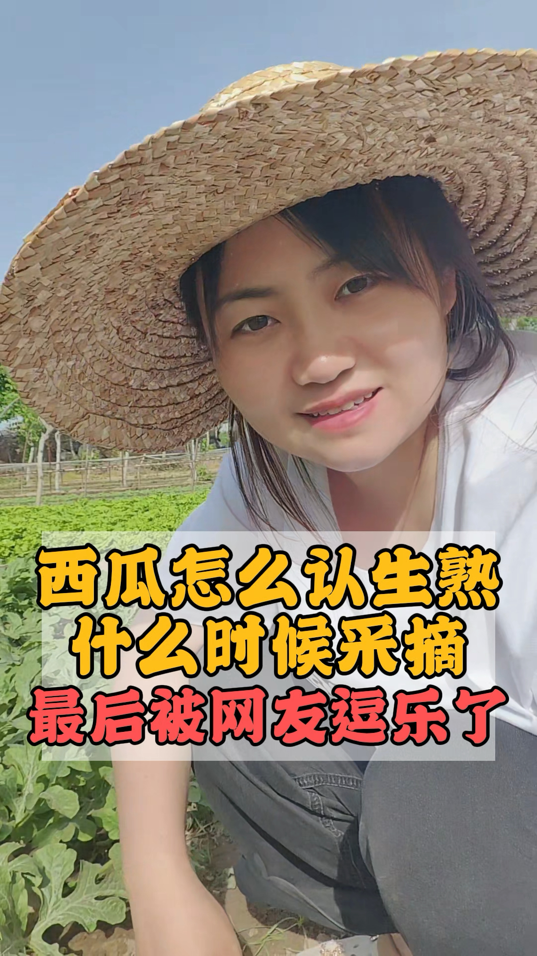西瓜种植,怎么认生熟?怎么判断西瓜该采摘了?西瓜什么时候采摘