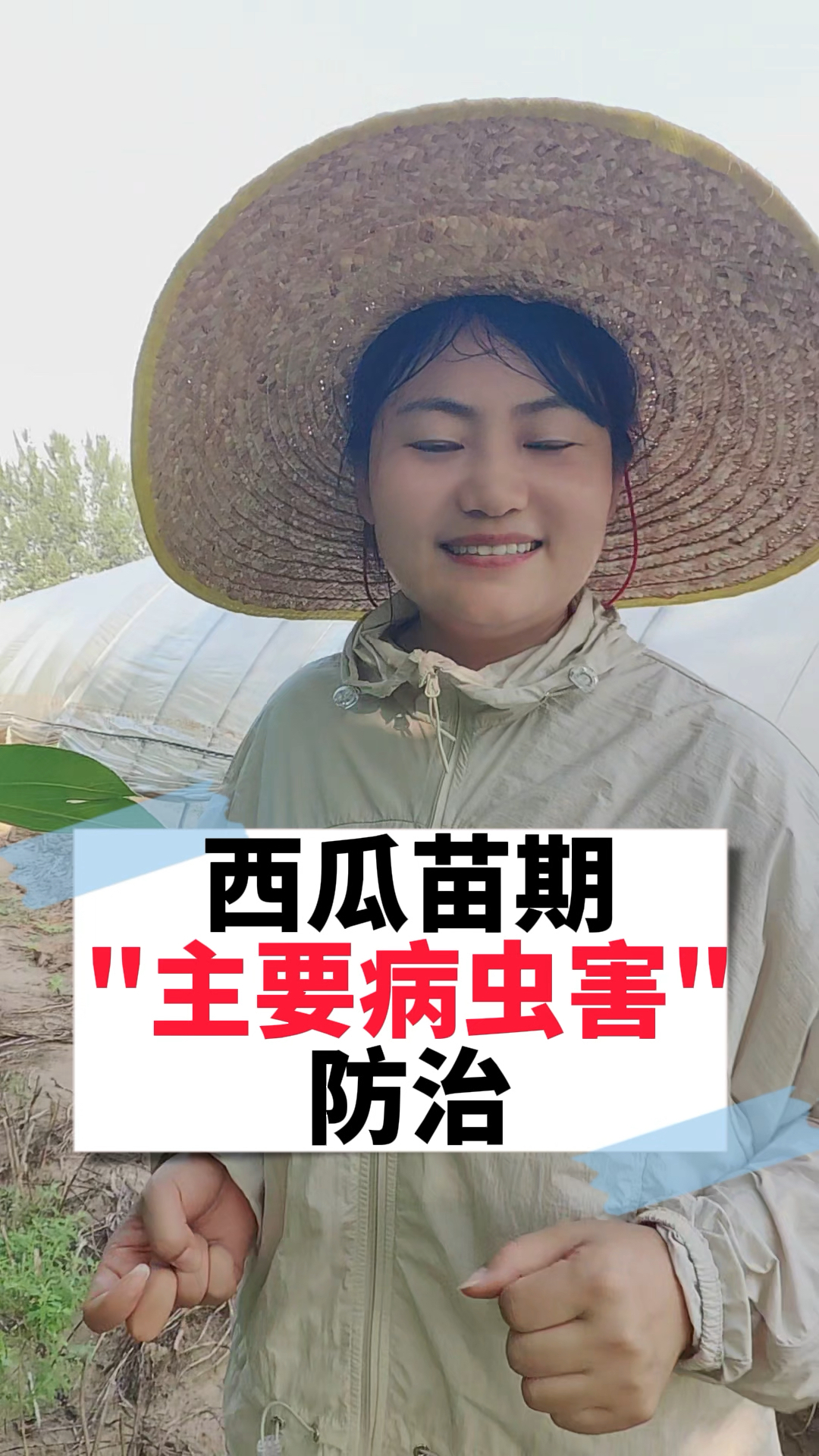 西瓜苗期主要病虫害防治
