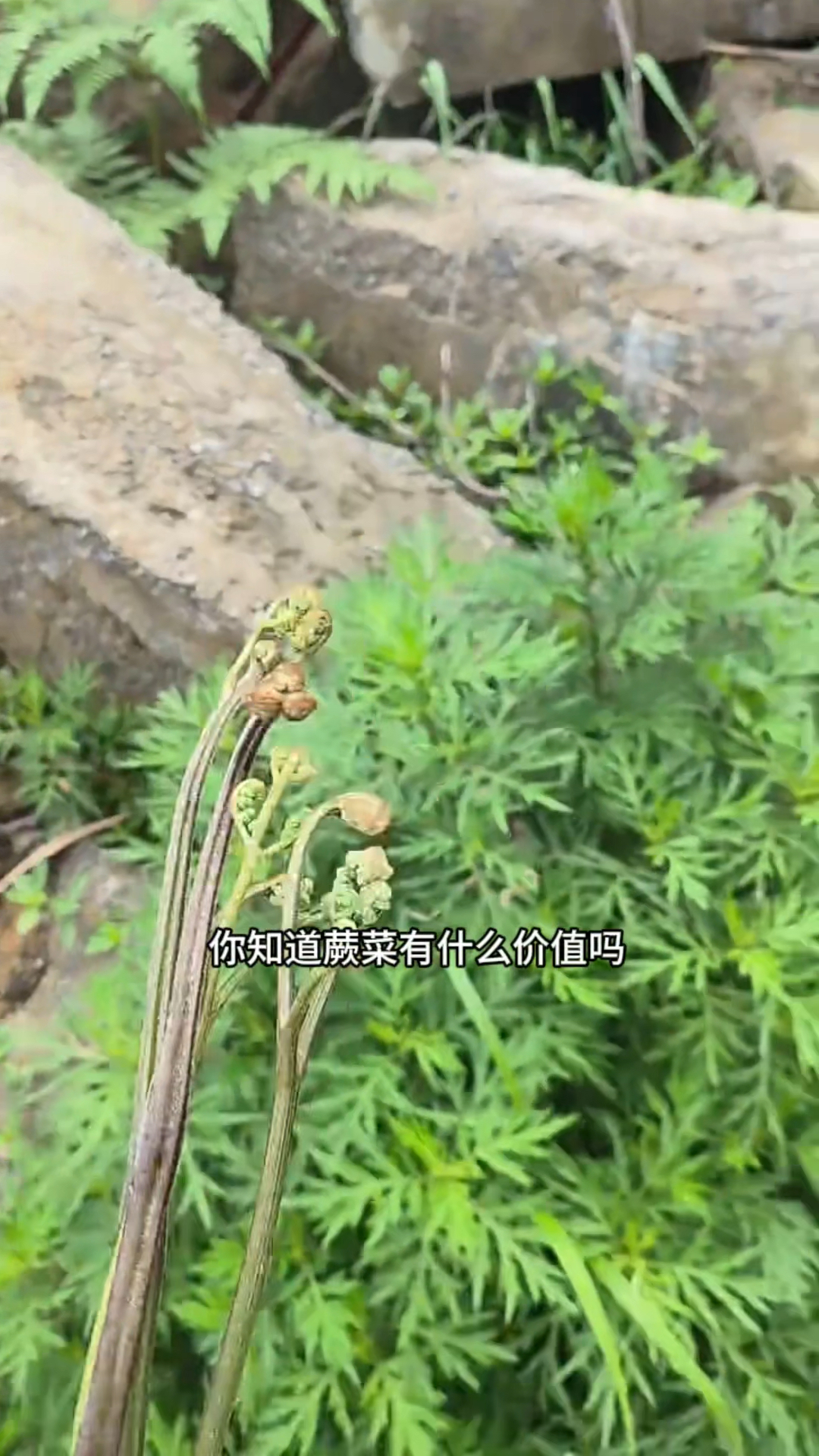 你知道蕨菜有什么价值吗
