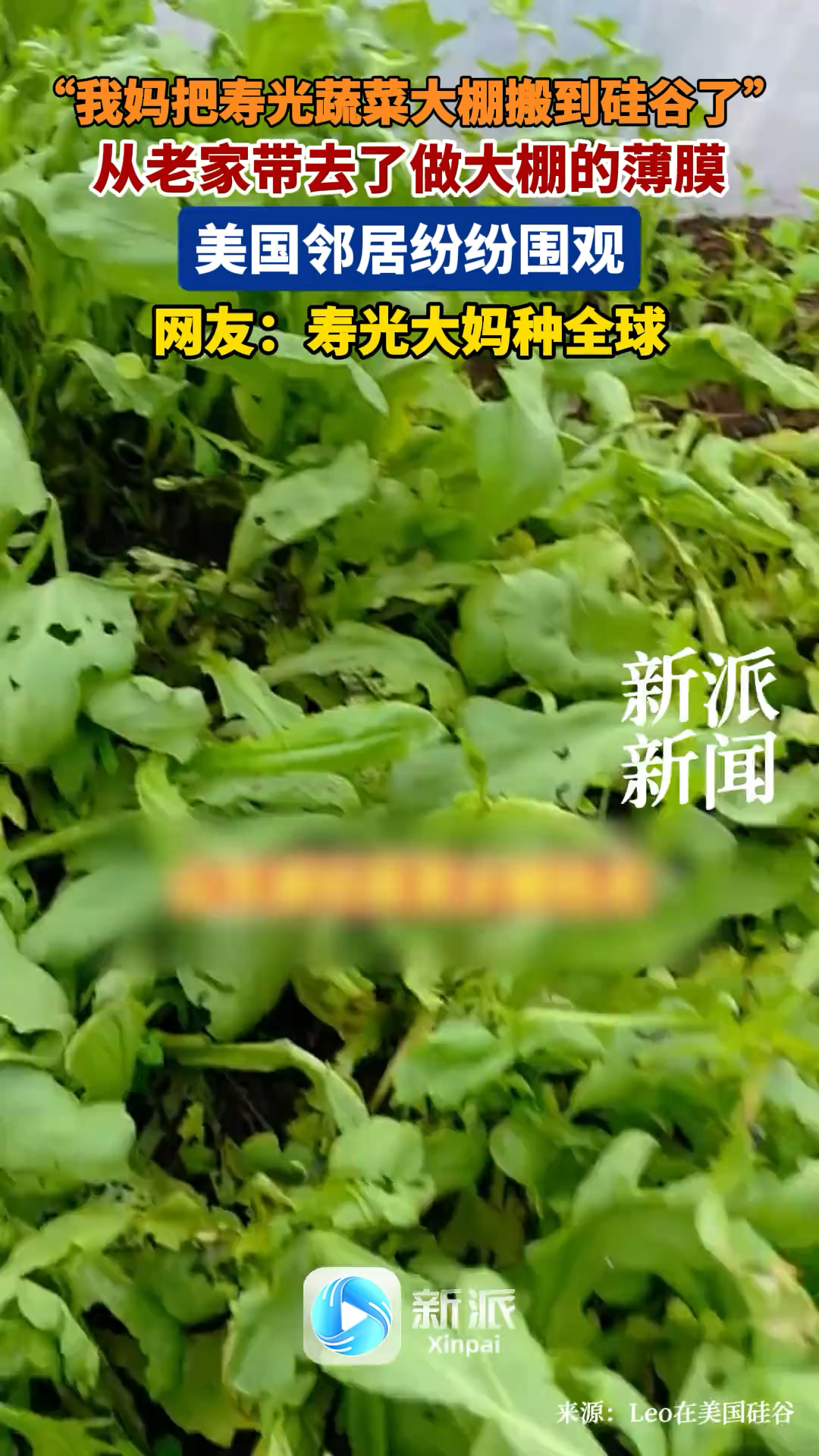 “我妈把寿光蔬菜大棚搬到硅谷了”,网友晒老妈在美国种大棚