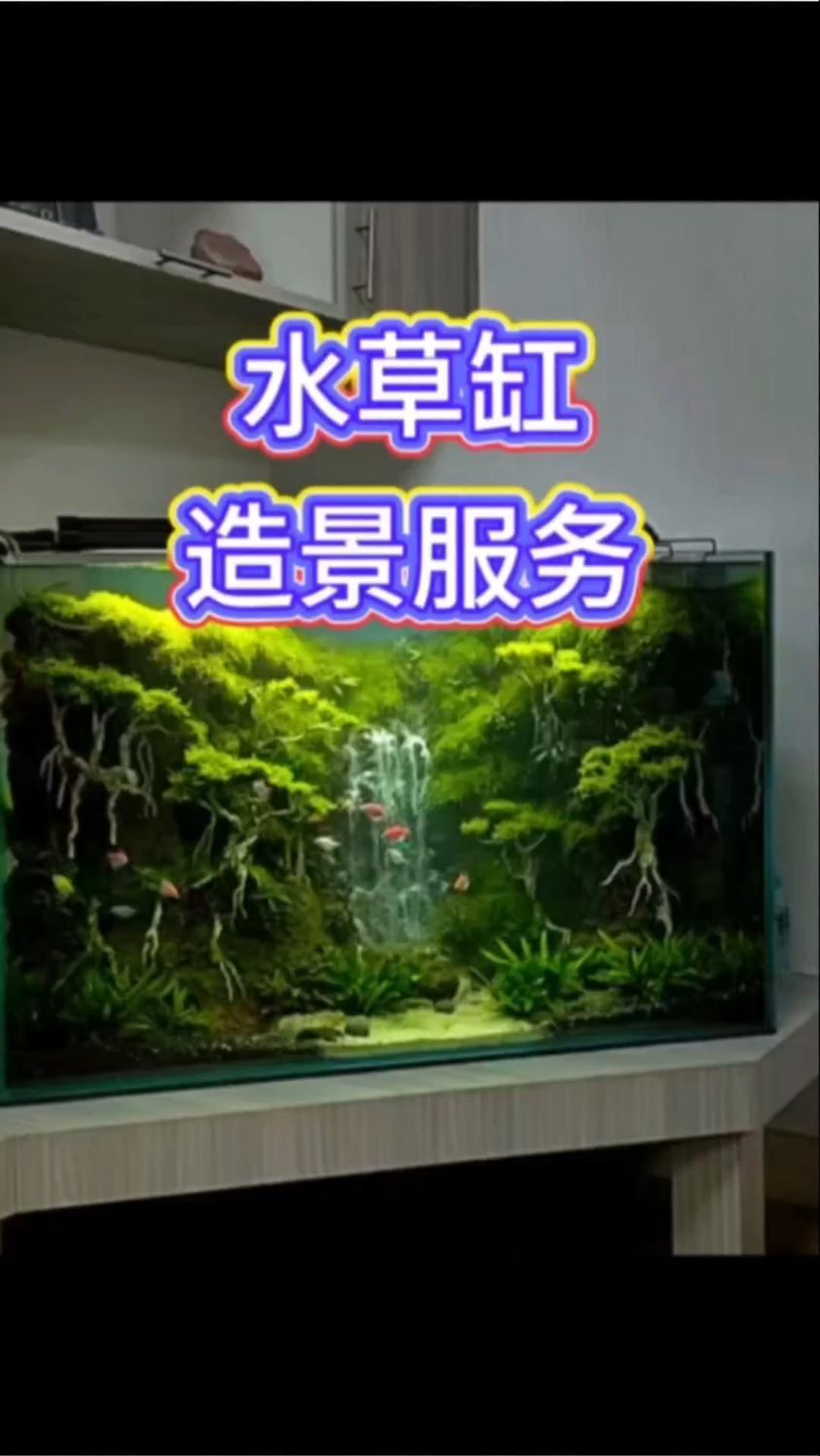 直接把“森系氧吧”搬回家!!!#鱼缸造景 