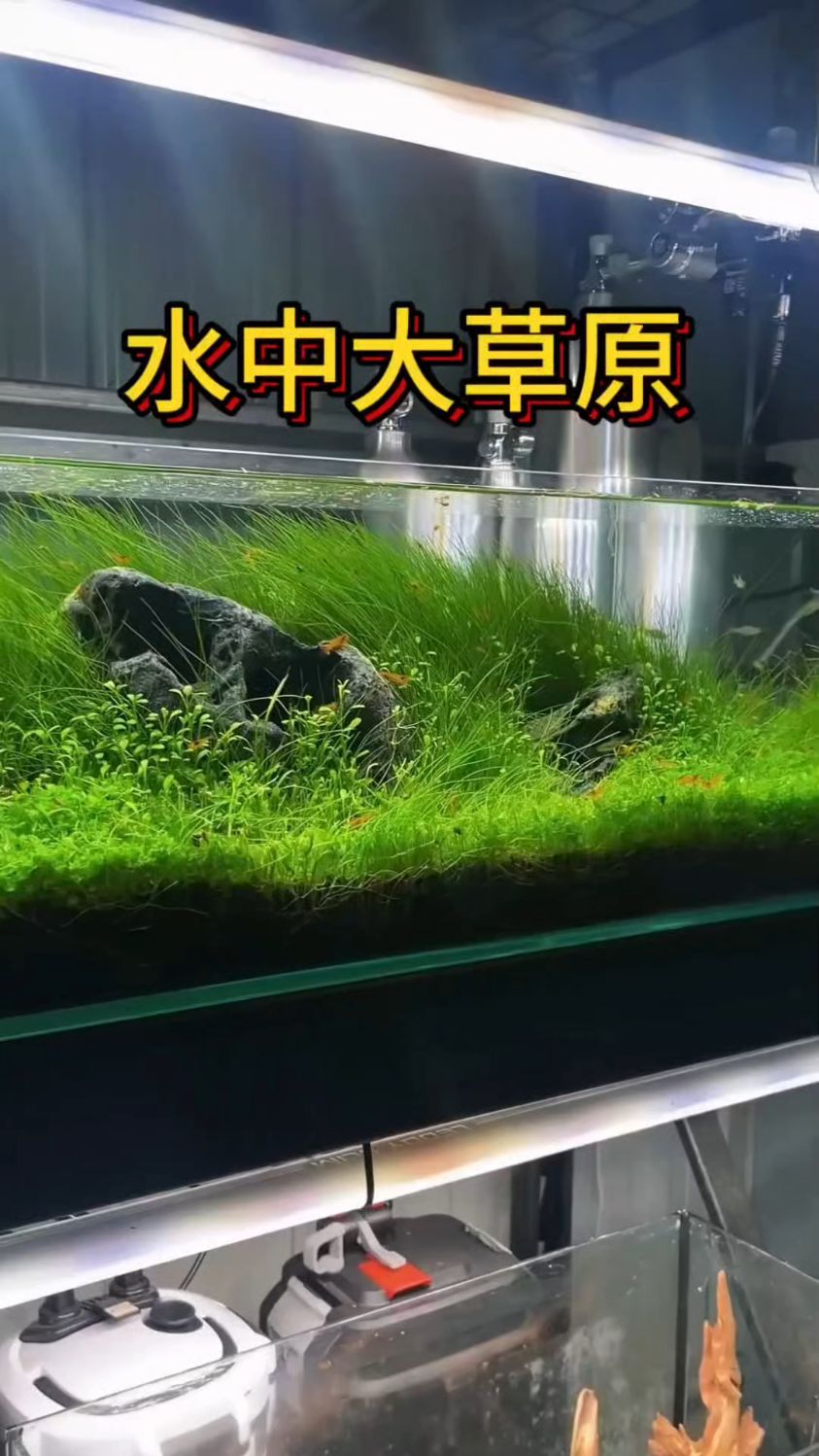 直接把“森系氧吧”搬回家！！！#鱼缸造景 #解压神器