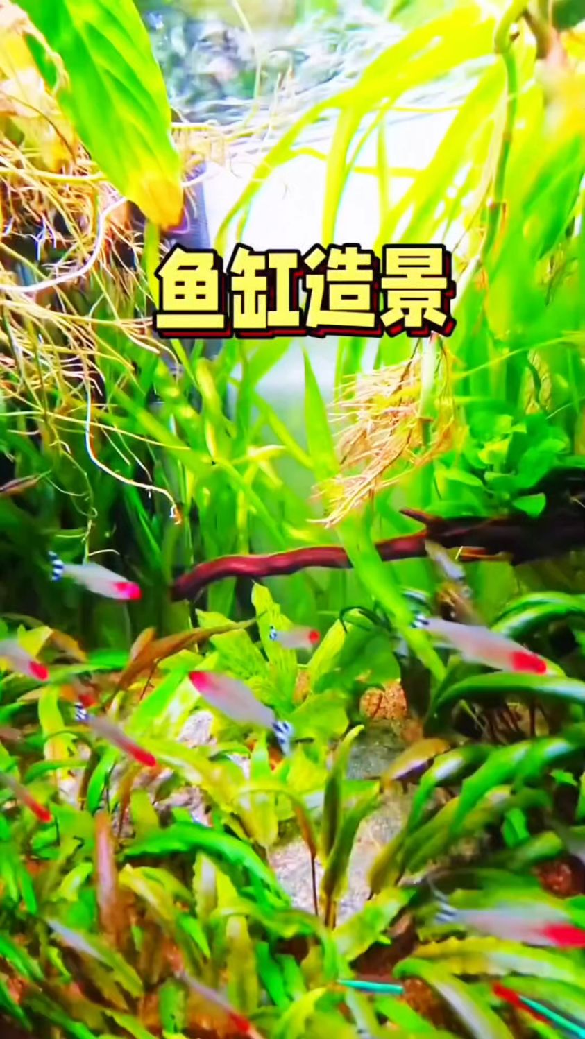 直接把“森系氧吧”搬回家！！！#鱼缸造景 