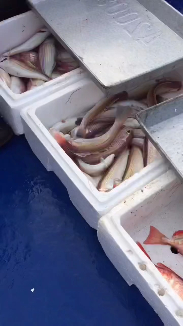 钓口大眼鸡!码头鱼,金丝鱼!