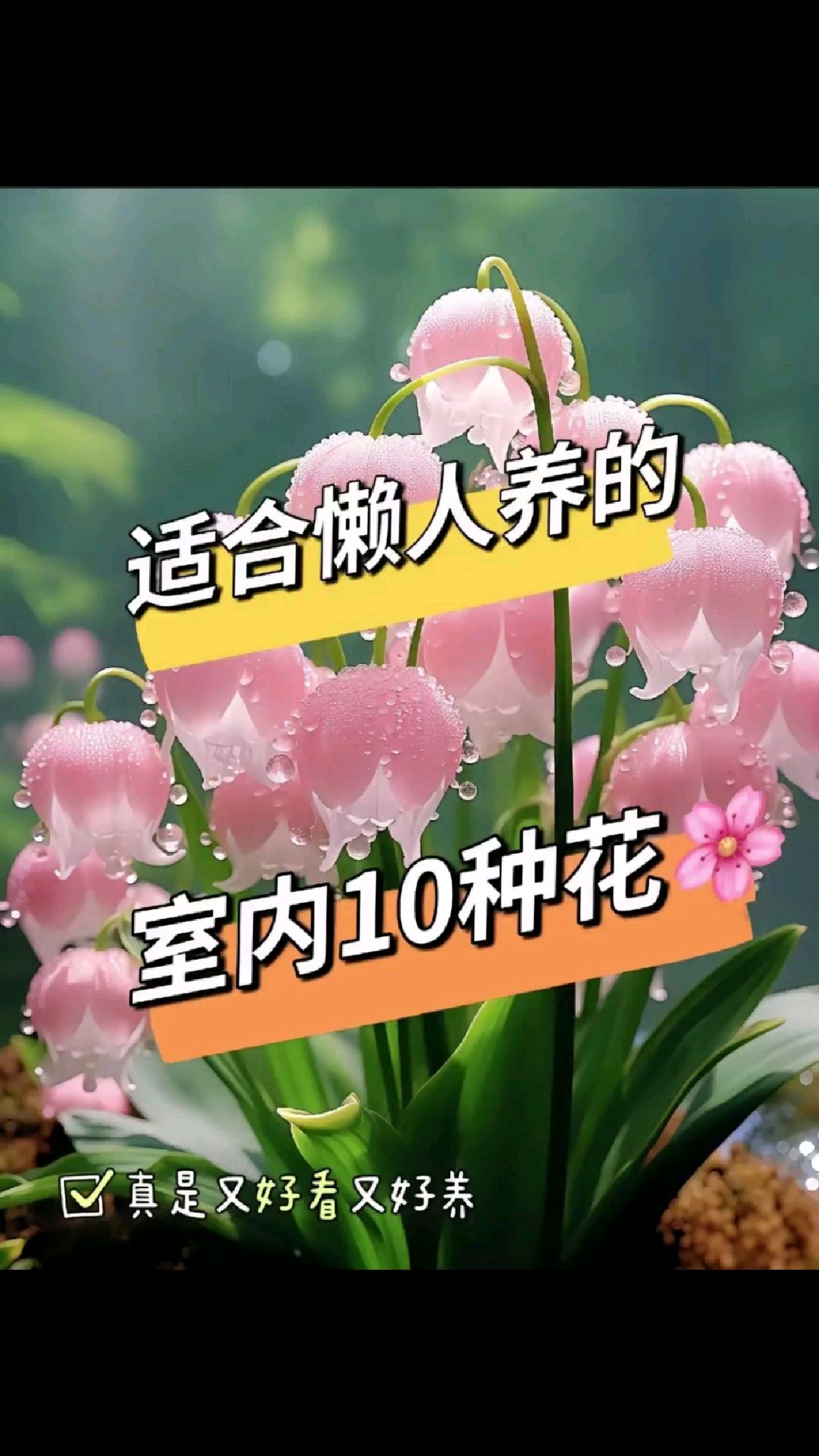适合懒人养的10种室内花 ～看完直呼太实用了