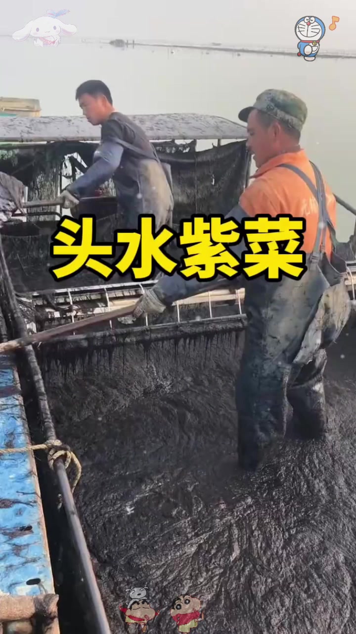  这才是正宗的头水紫菜。