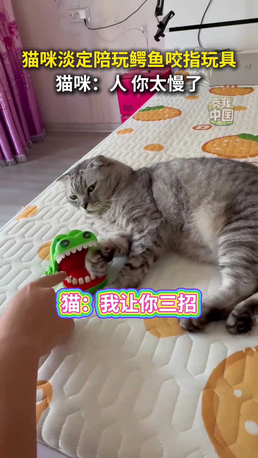 猫咪淡定陪玩鳄鱼咬指玩具，猫咪：人，你太慢了！铲屎官日常 萌
