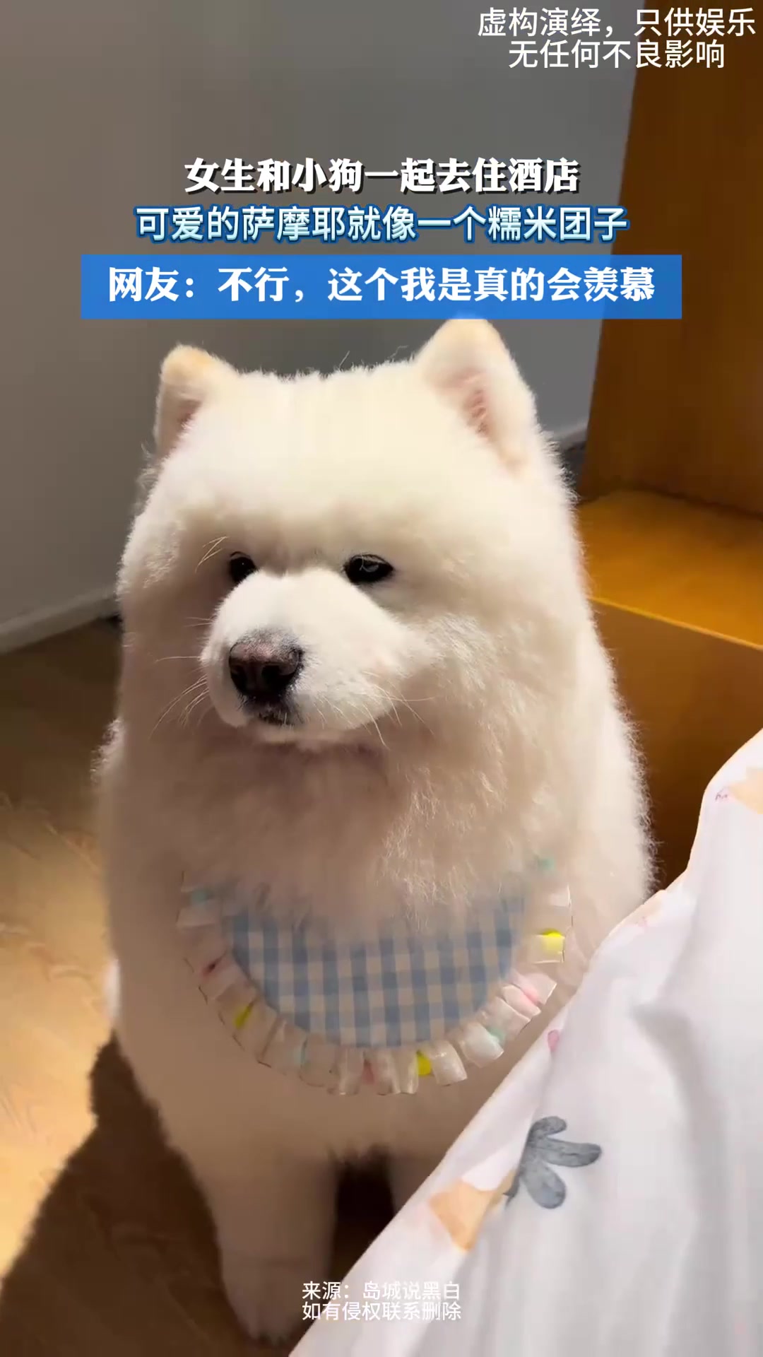 女生和小狗一起去住酒店，可爱的萨摩耶就像一个糯米团子