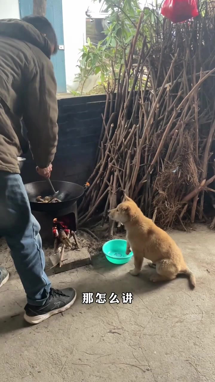 狗狗想吃肉 