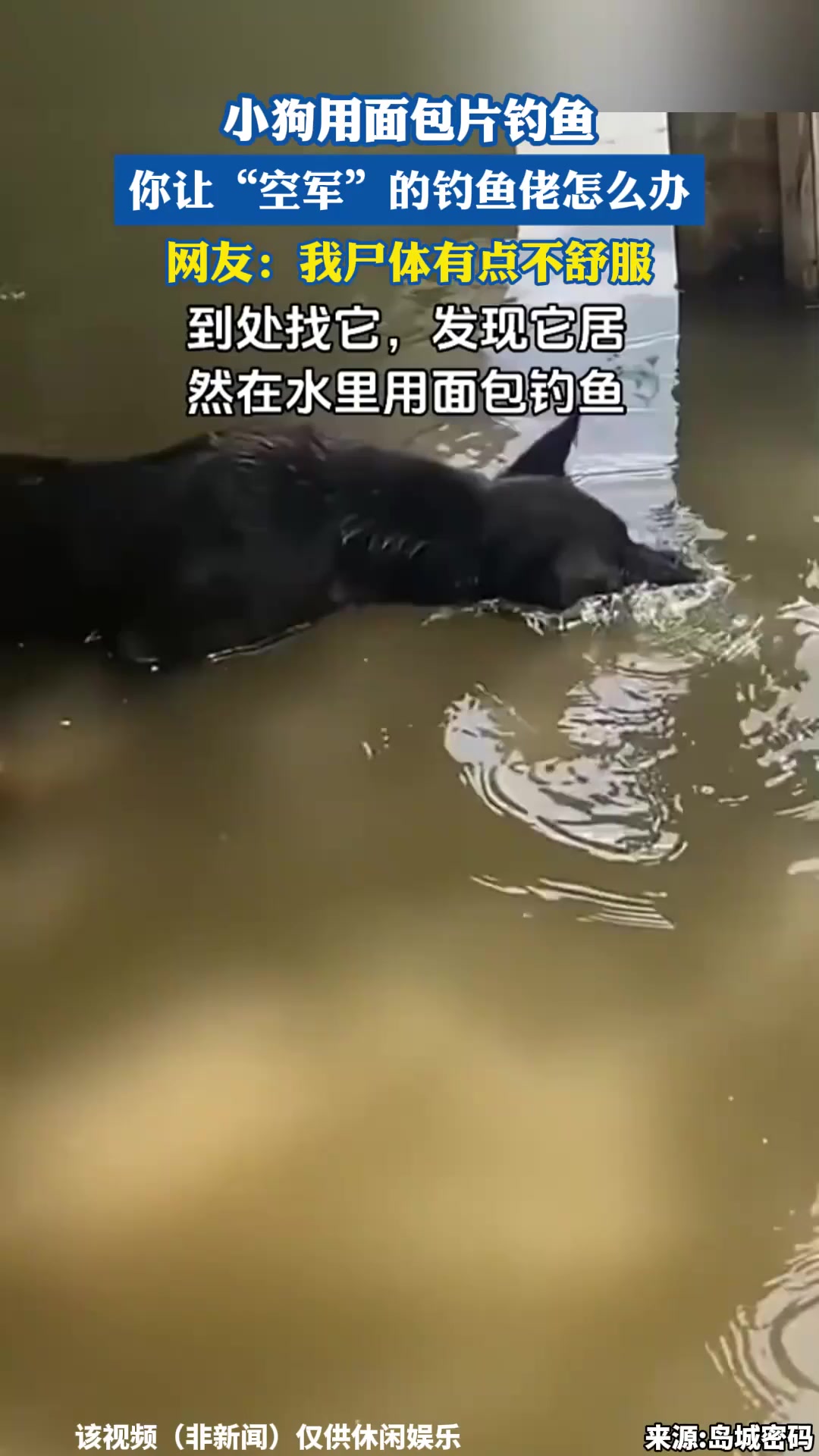 小狗用面包片钓鱼,你让“空军”的钓鱼佬怎么办