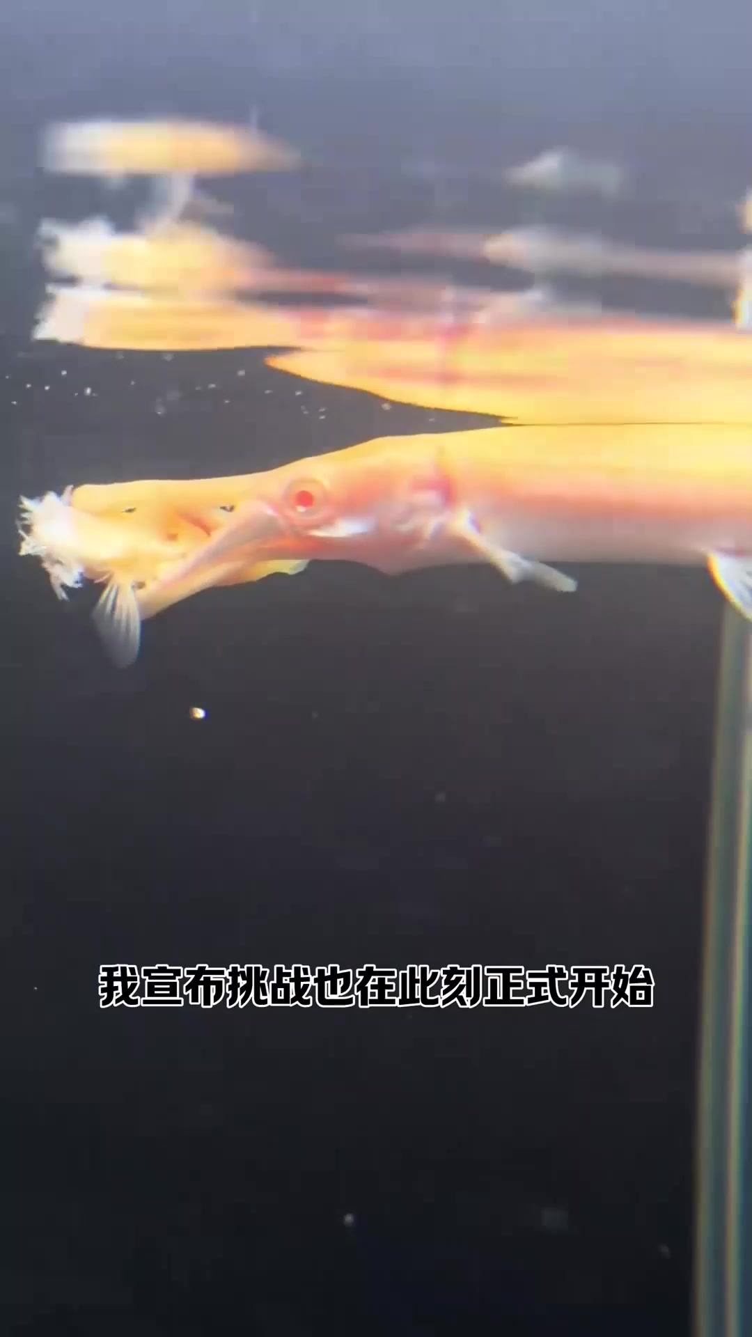 巨骨舌鱼vs鳄雀鳝,究竟谁才是真正的淡水王者呢?