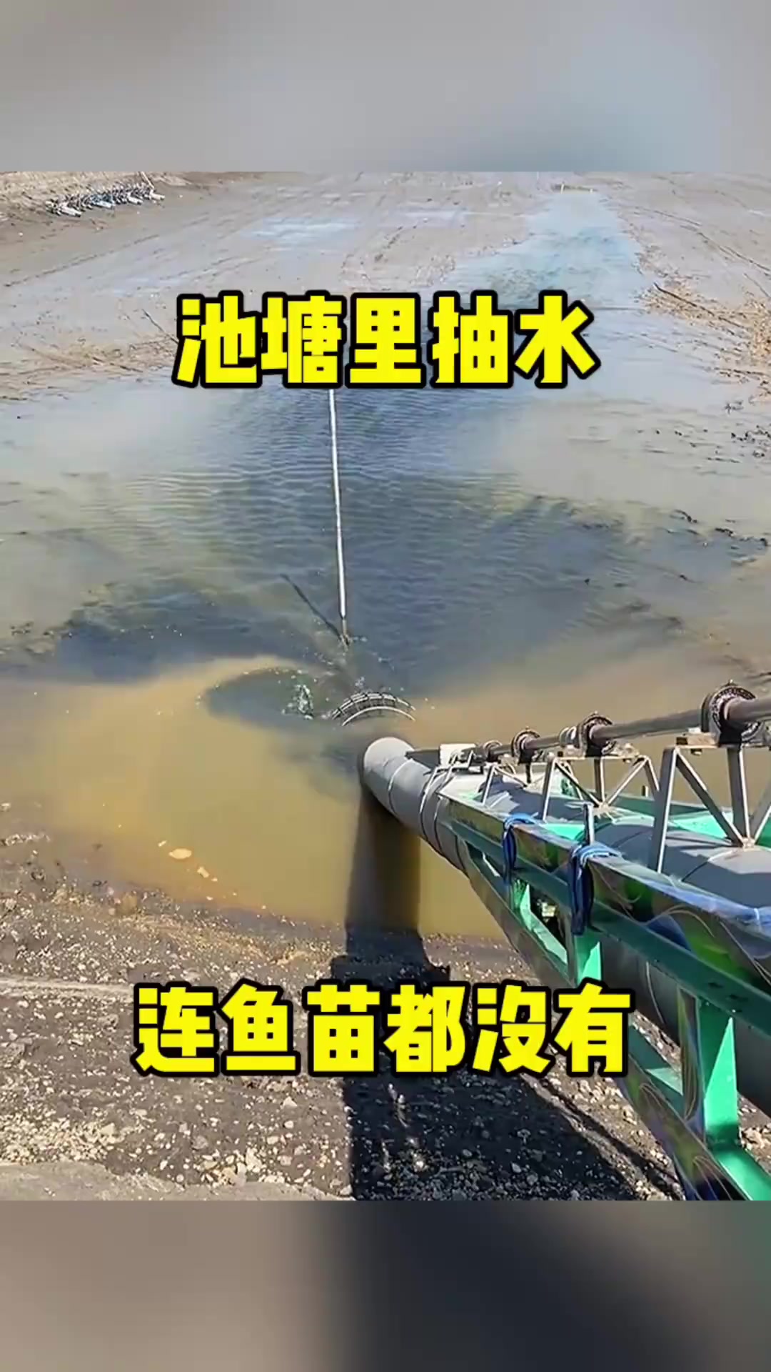 神秘池塘一空,半月钓鱼竟无影,迷雾背后隐藏何种奇异真相?