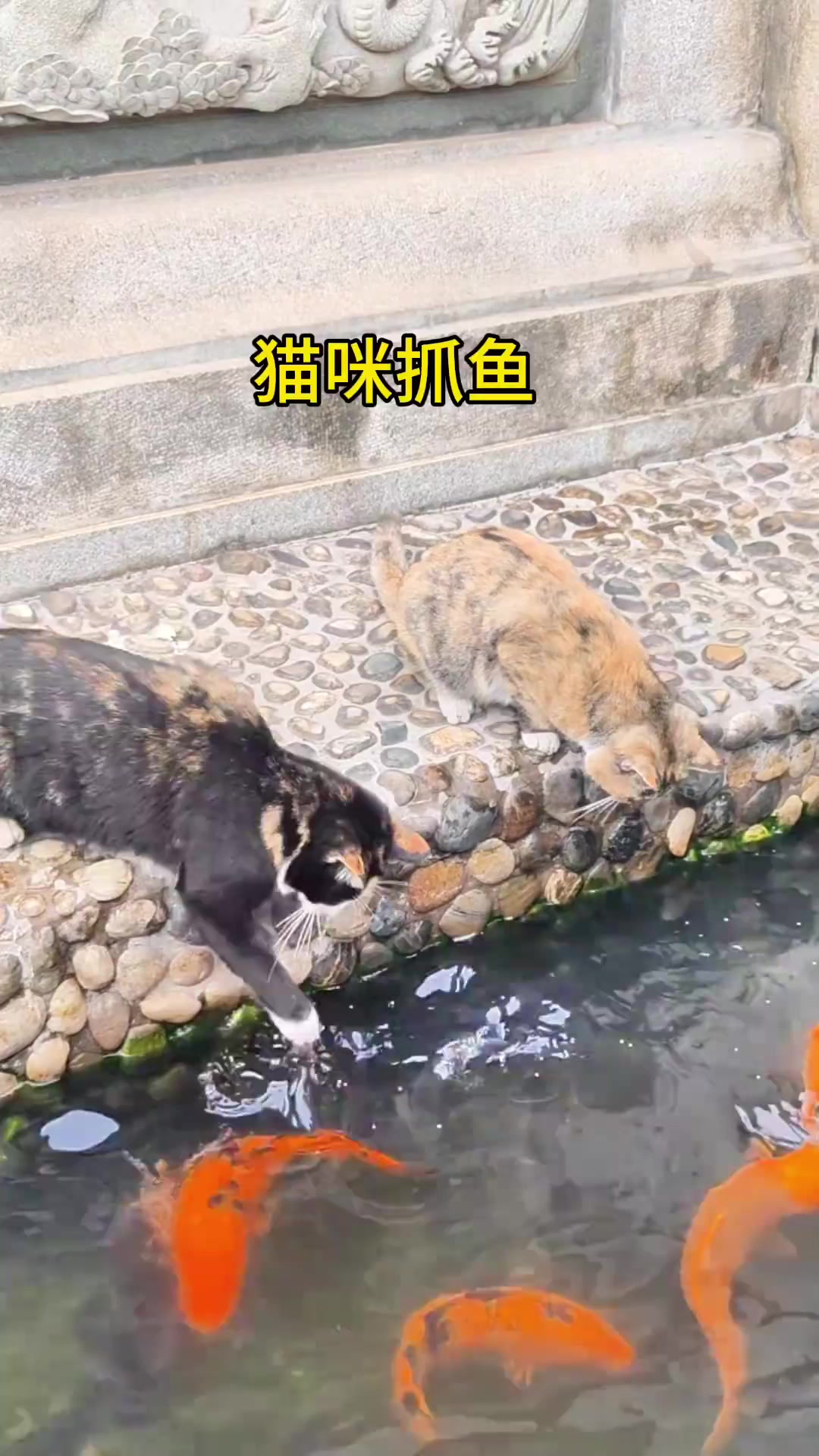 猫咪抓鱼，真是一把好手