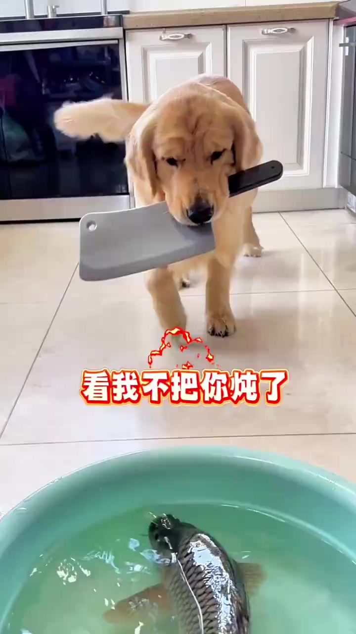 狗子想炖鱼吃