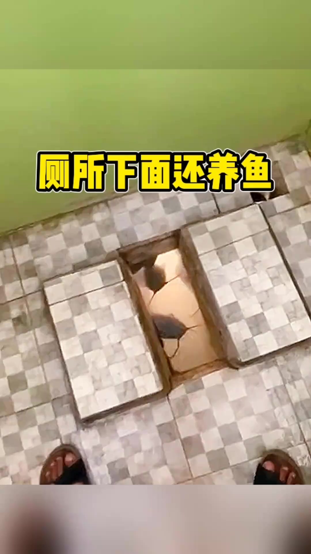 “厕所下的神秘水域：长胡须的鲶鱼究竟隐藏了什么未解之谜？”