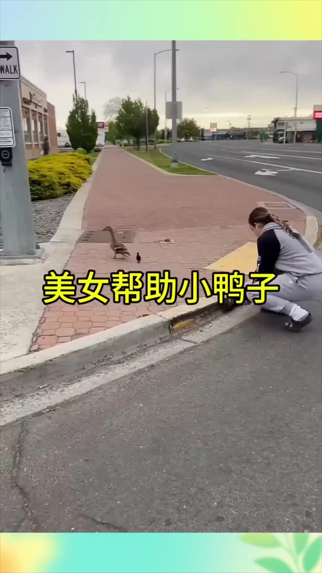 帮助小鸭子的女子
