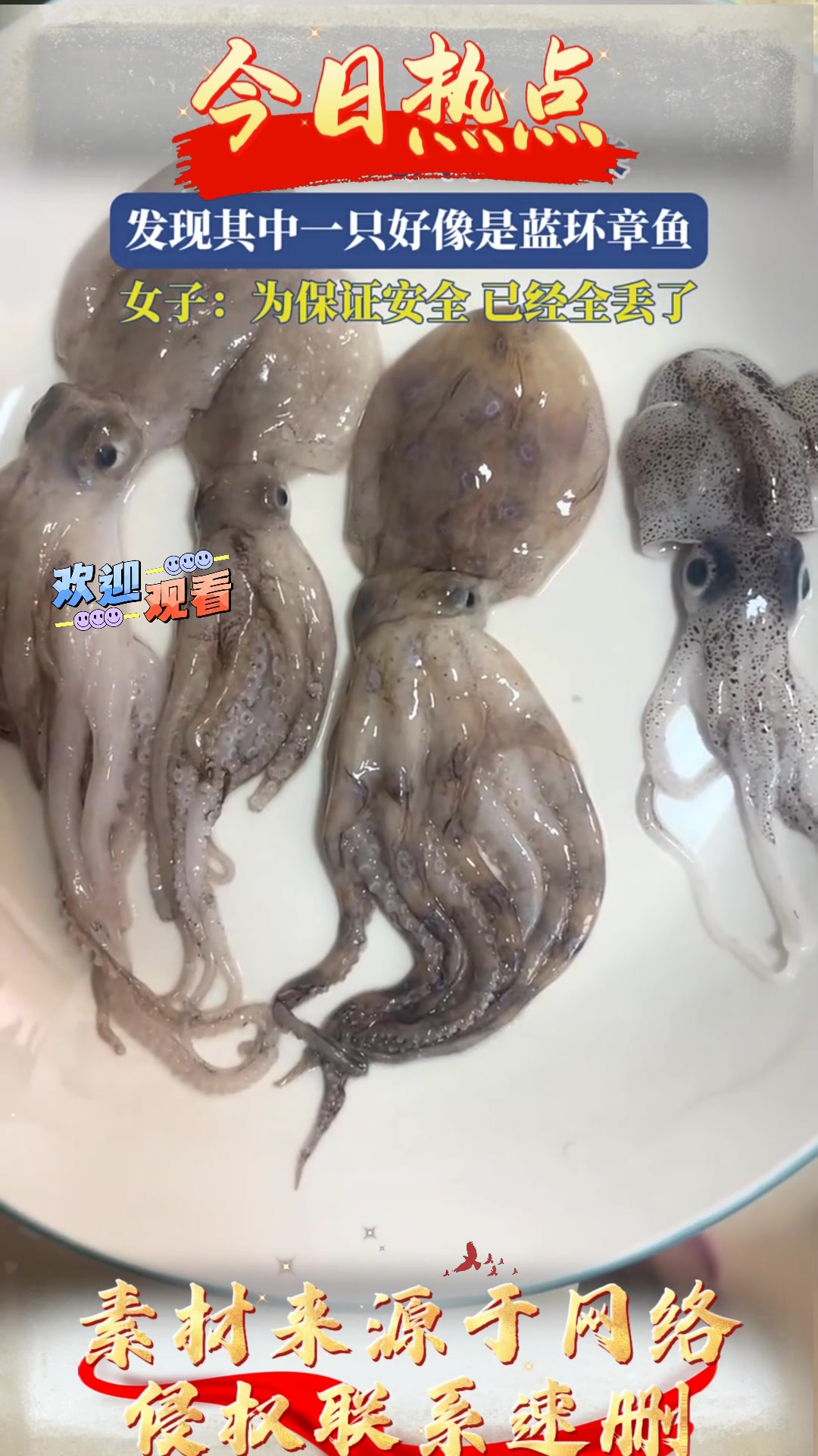 女子买了几只章鱼回来,发现其中一只好像是蓝环章鱼,女子:为保