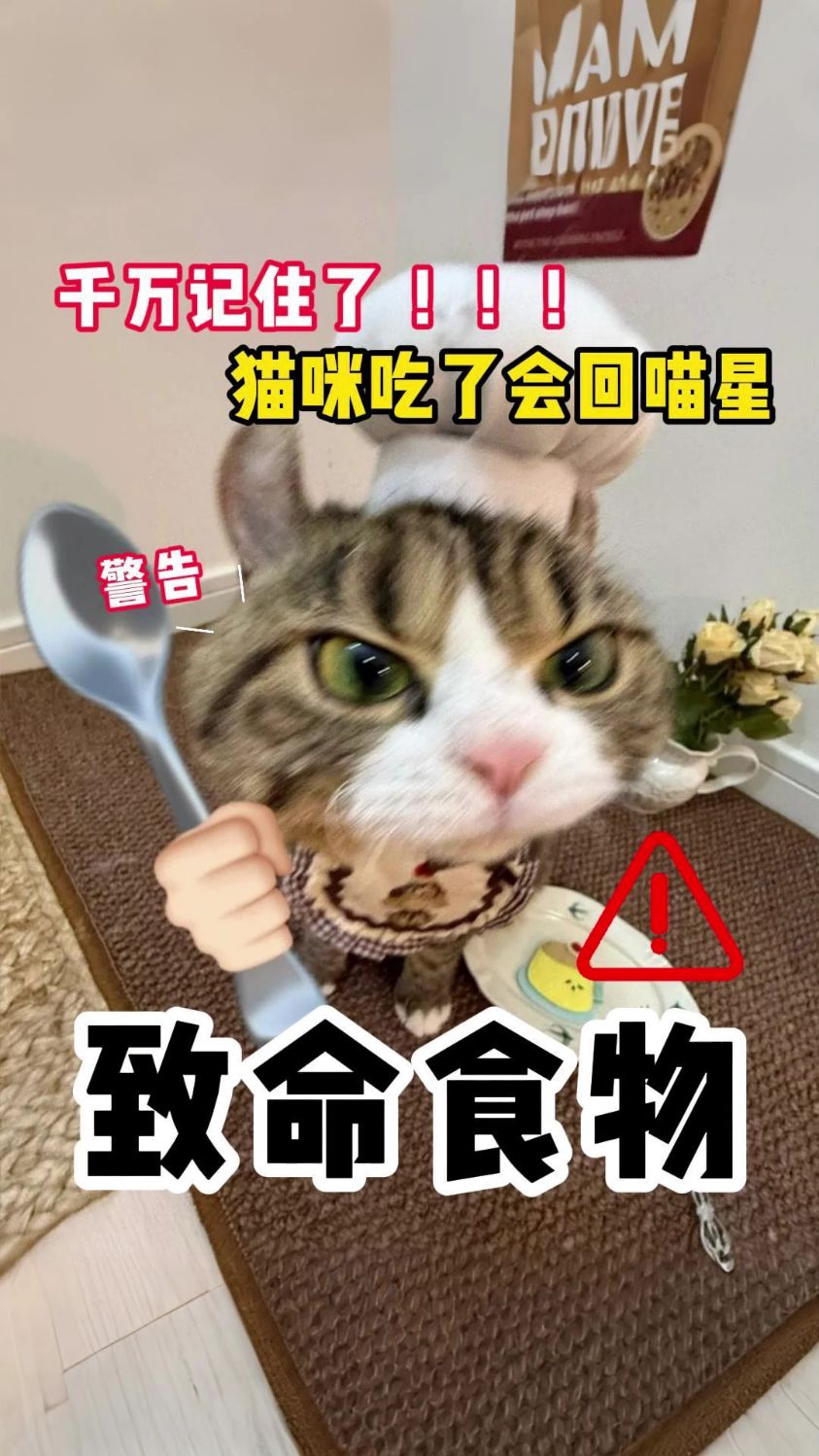 千万不能给猫咪吃的东西吃了会回喵星的