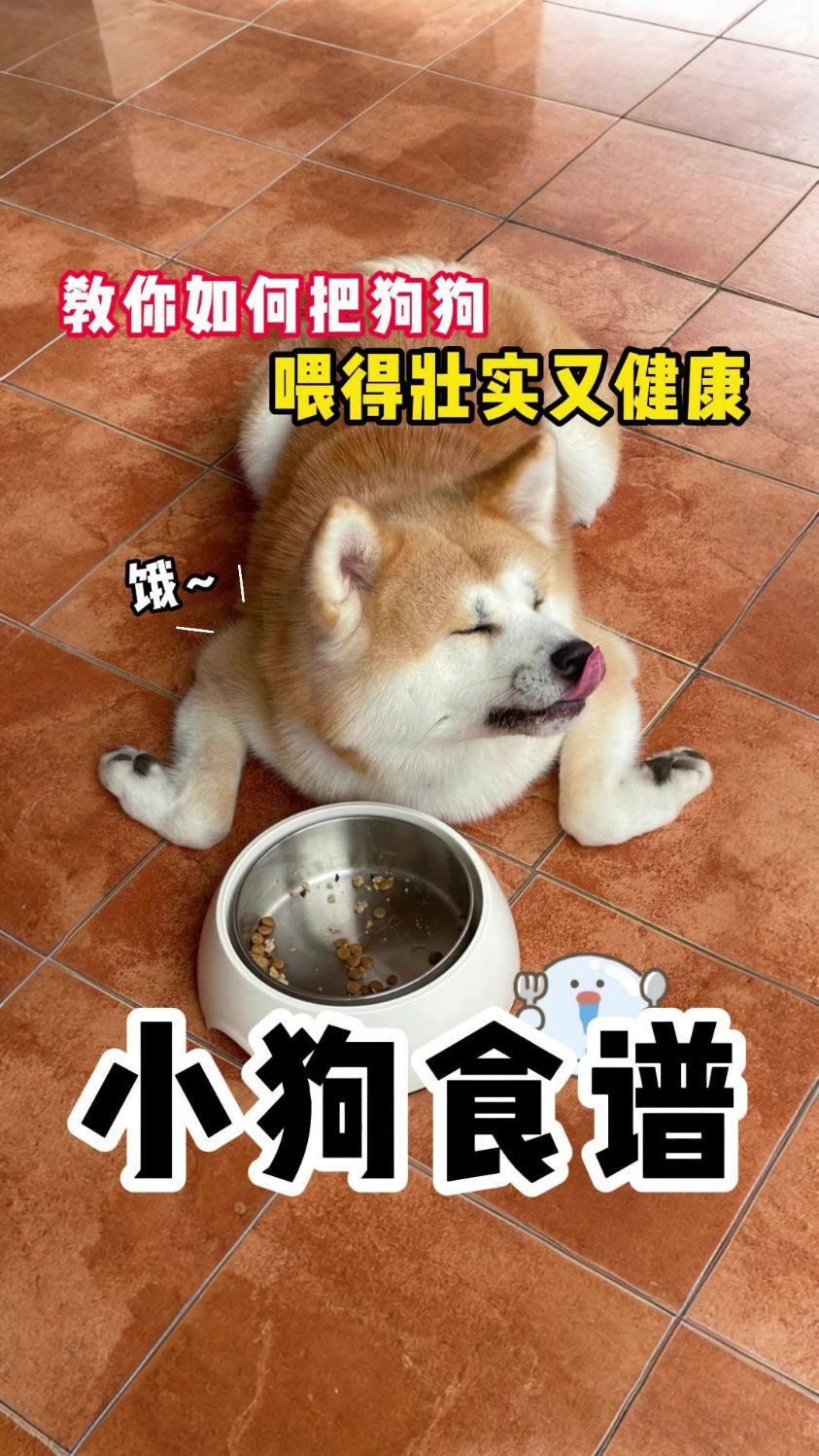 狗狗健康还好看。