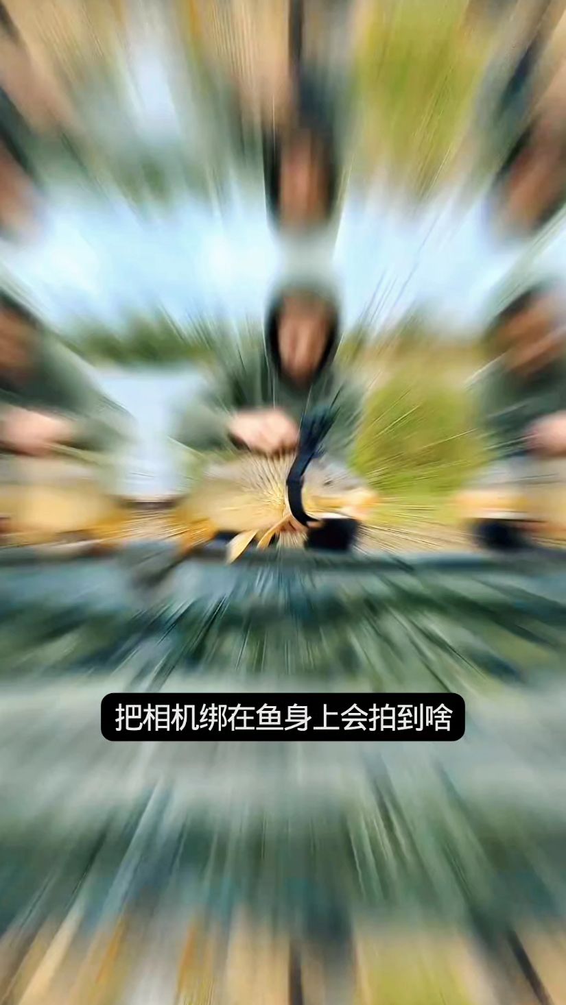 把相机绑鱼身,竟拍出这画面 #手机摄影 #有趣的视频
