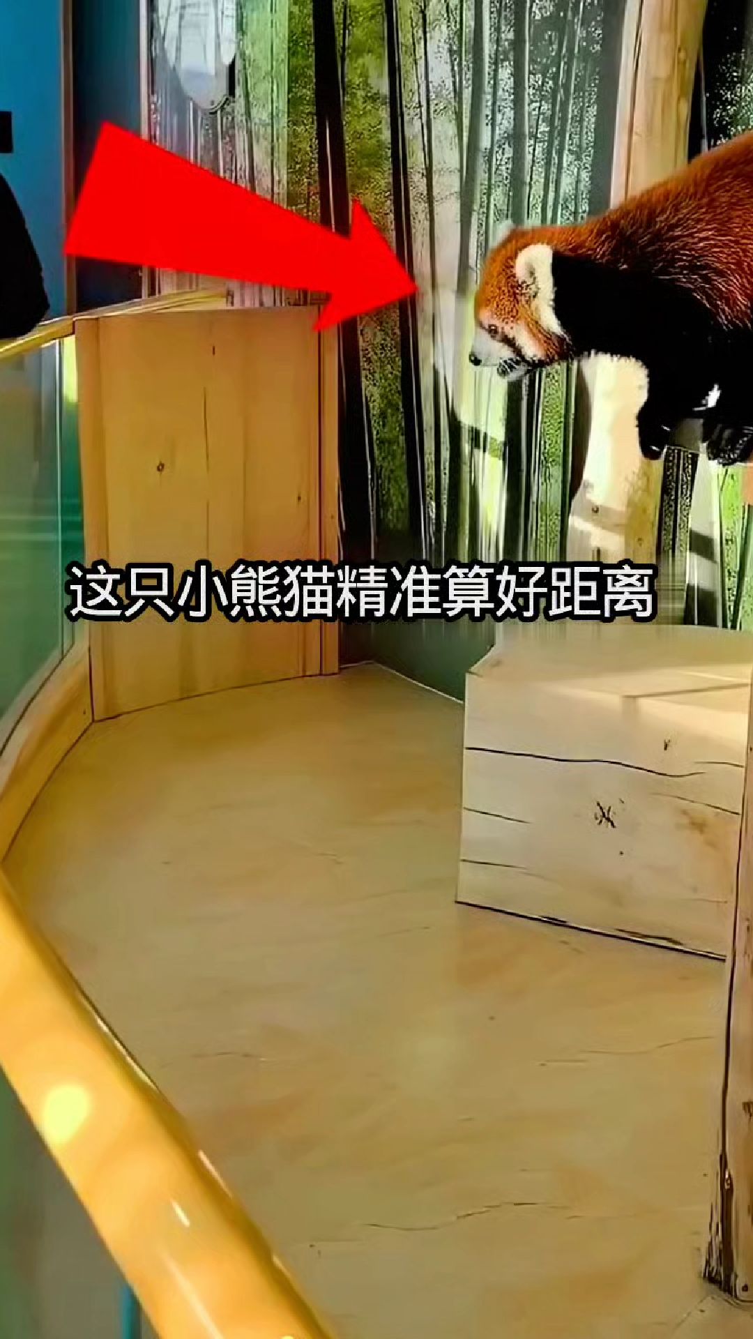 小熊猫：总想越狱的“调皮鬼” #萌宠小可爱 #动物搞笑视频