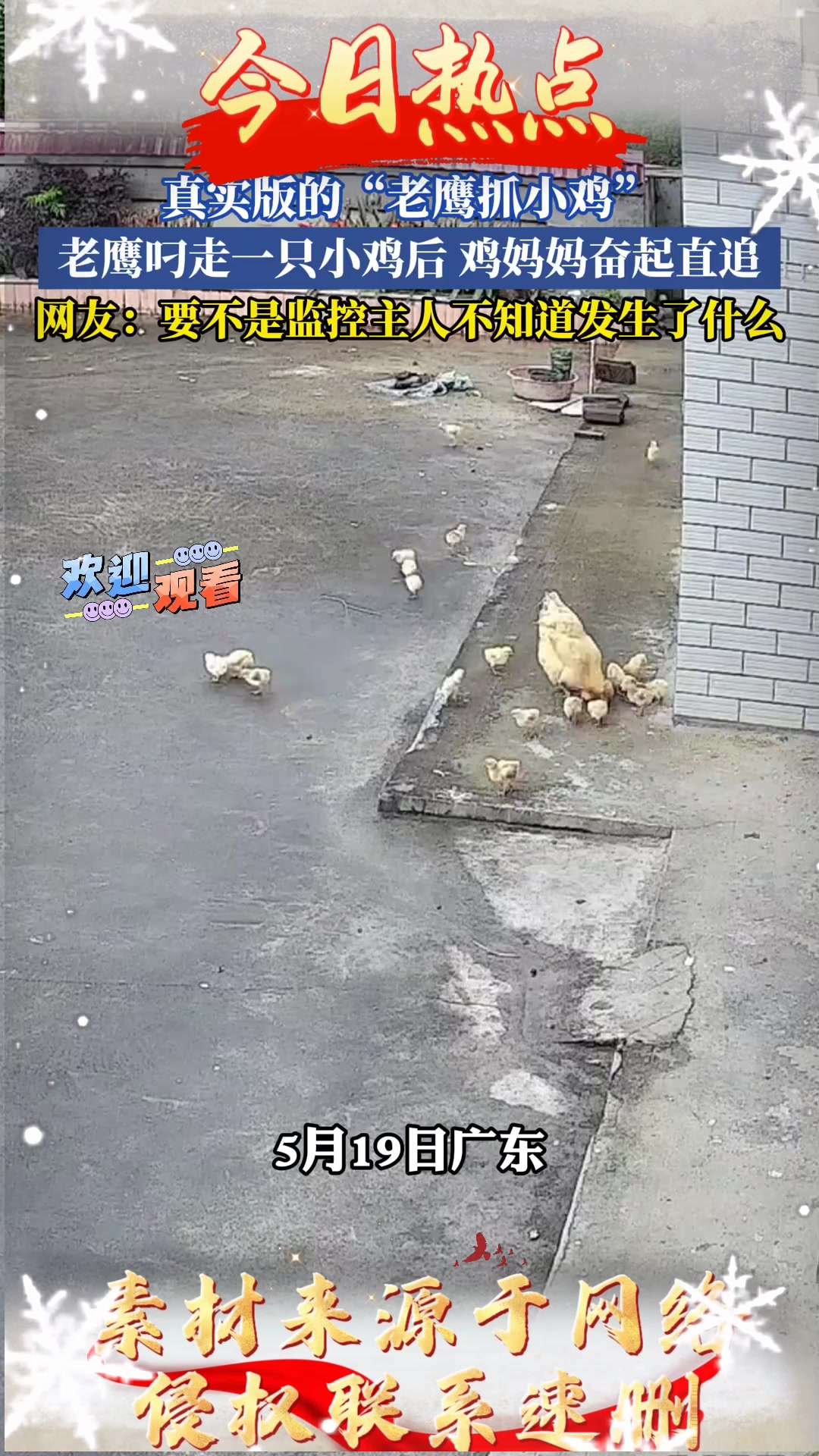 真实版的“老鹰抓小鸡”,老鹰叼走一只小鸡后鸡妈妈奋起直追