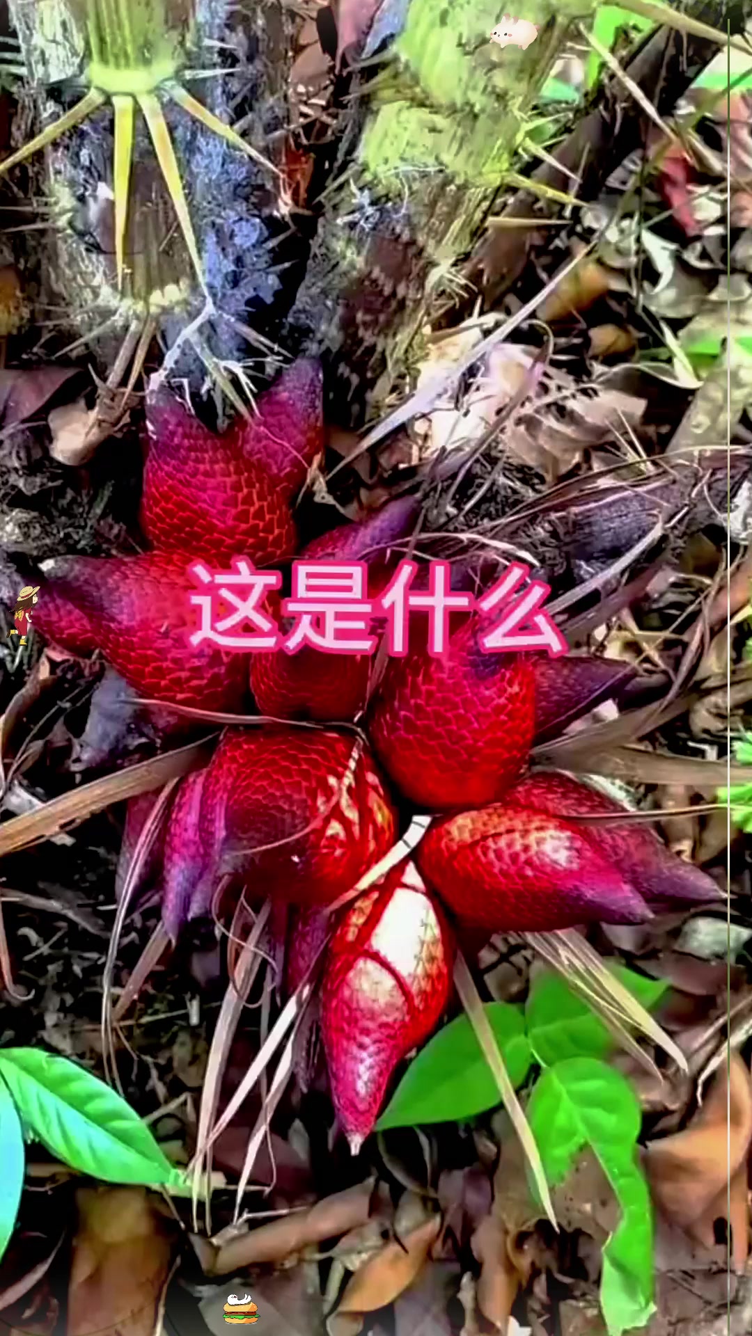 这是什么果子有谁知道吗