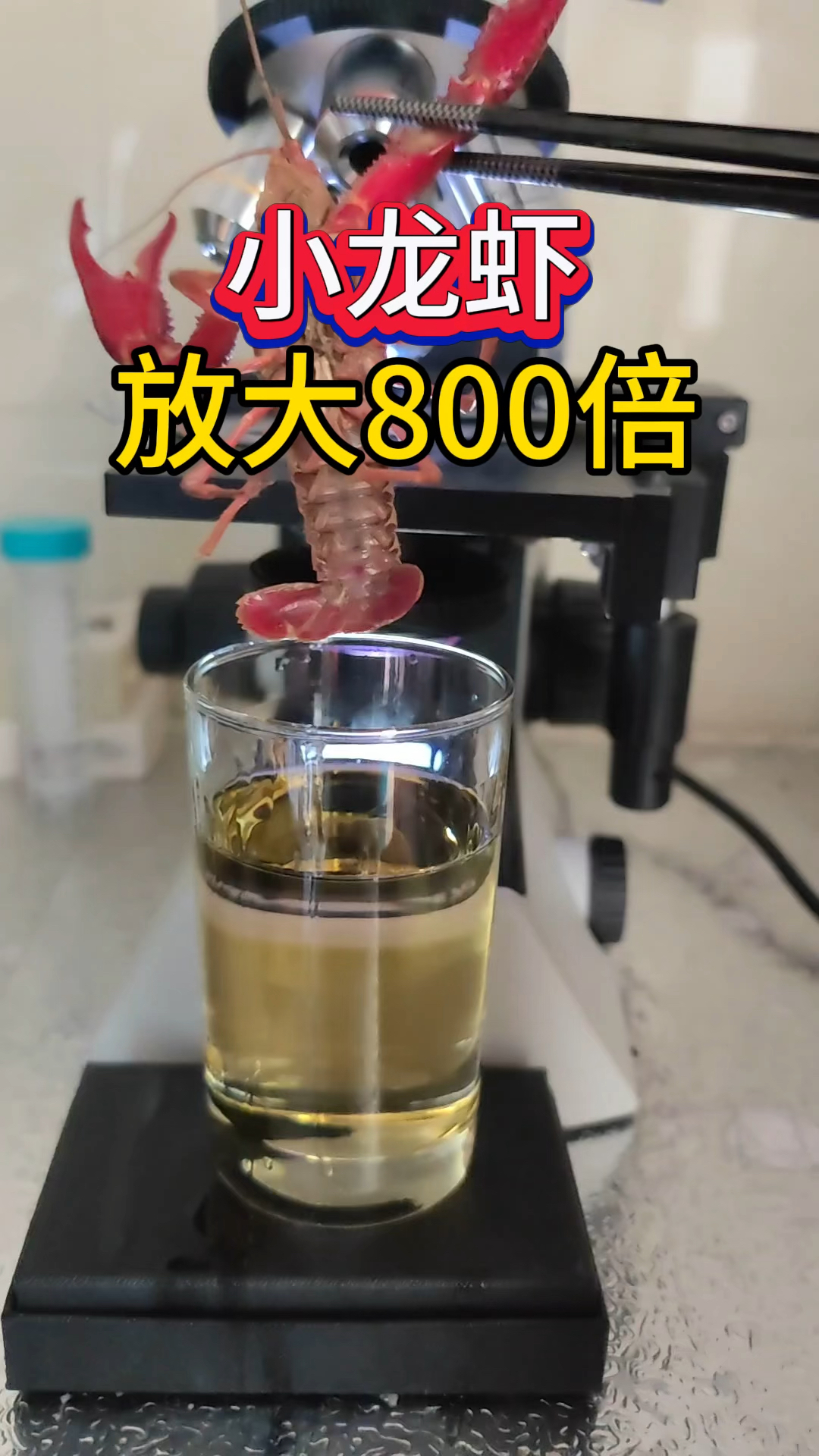 小龙虾放大800倍