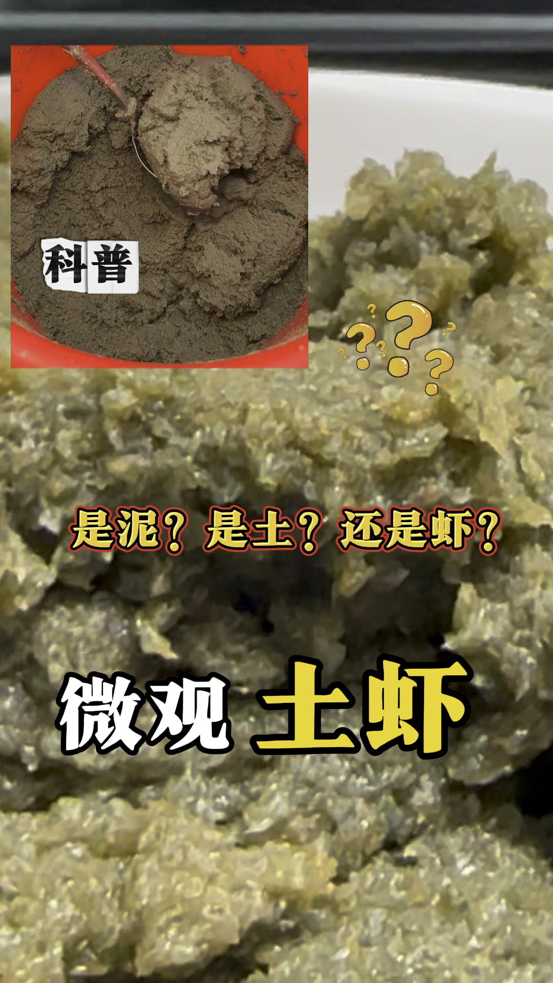 土虾究竟是什么玩意?今天我们一起来放大看看,据说这是潮汕美食