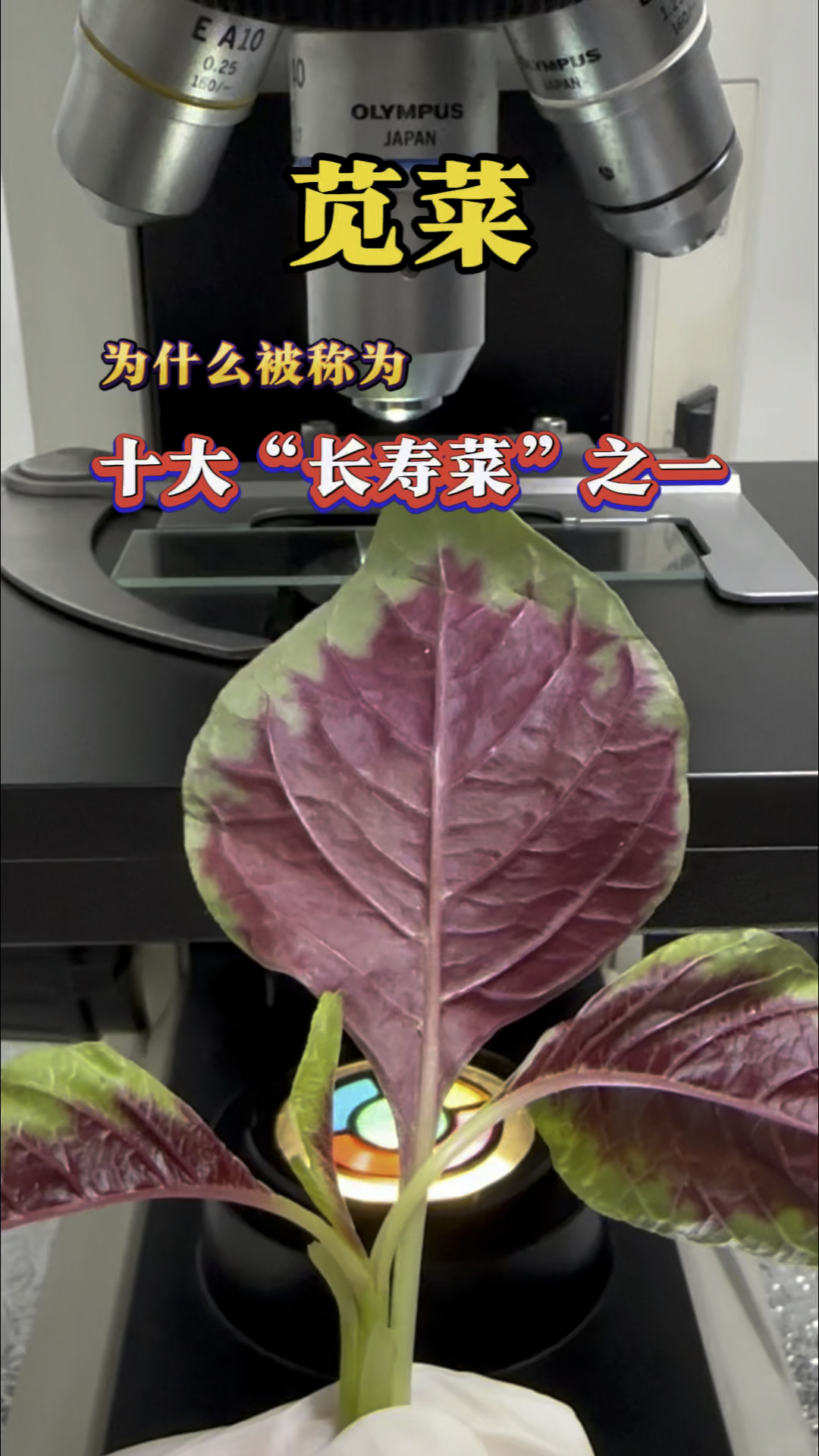 苋菜为什么被称为十大“长寿菜”之一