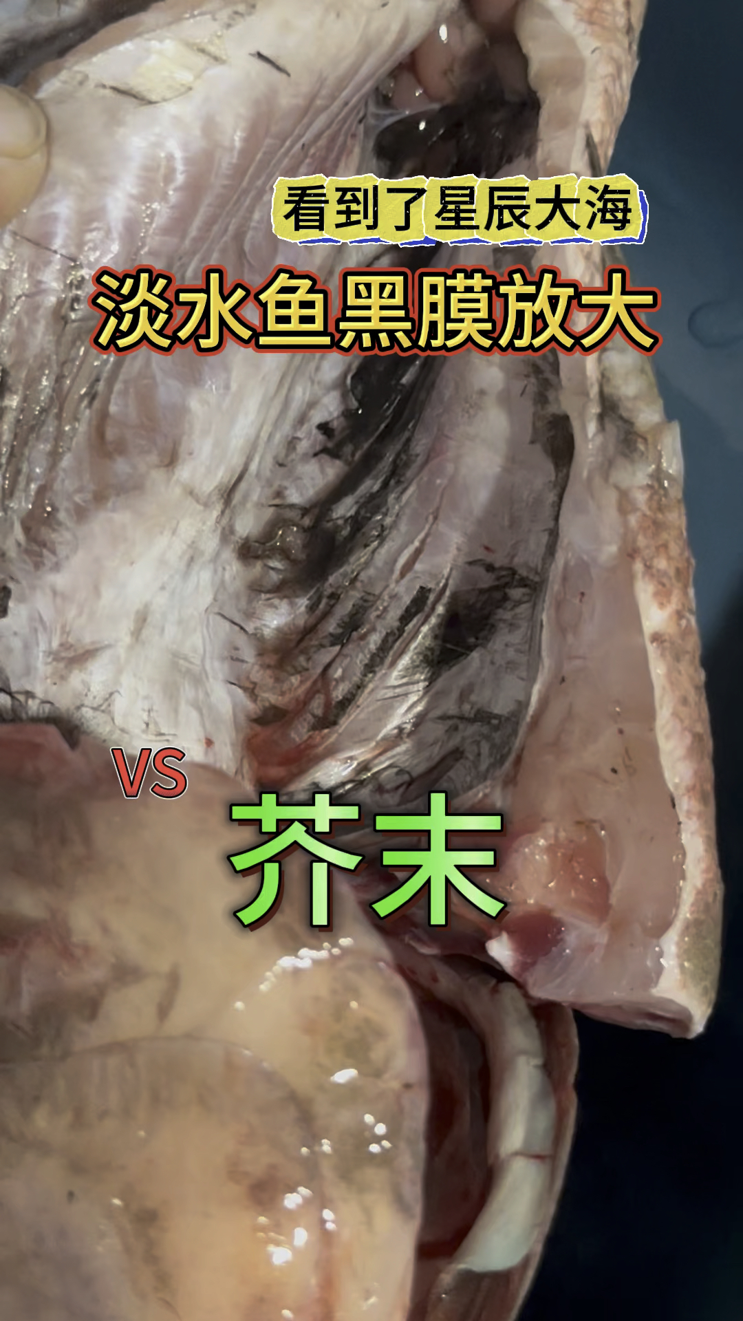 芥末能KO寄生虫吗?