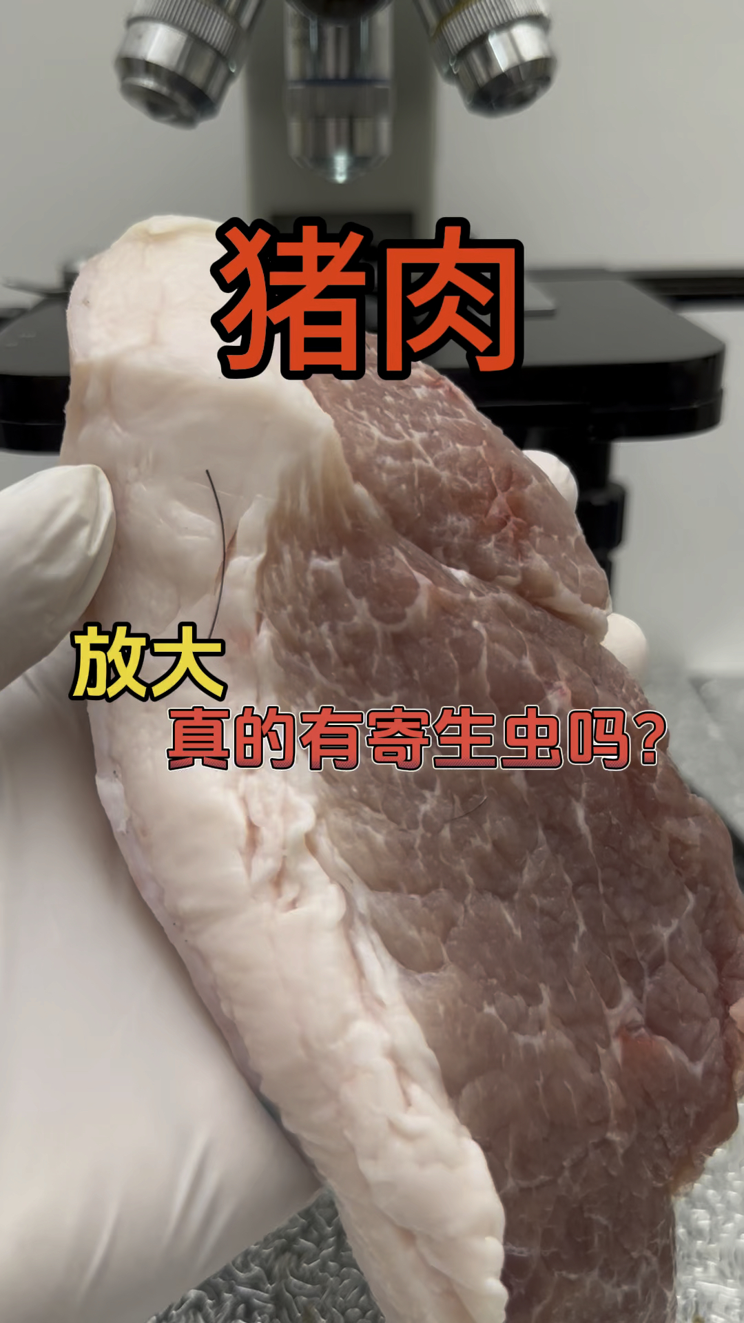 猪肉放大!真的有寄生虫吗?