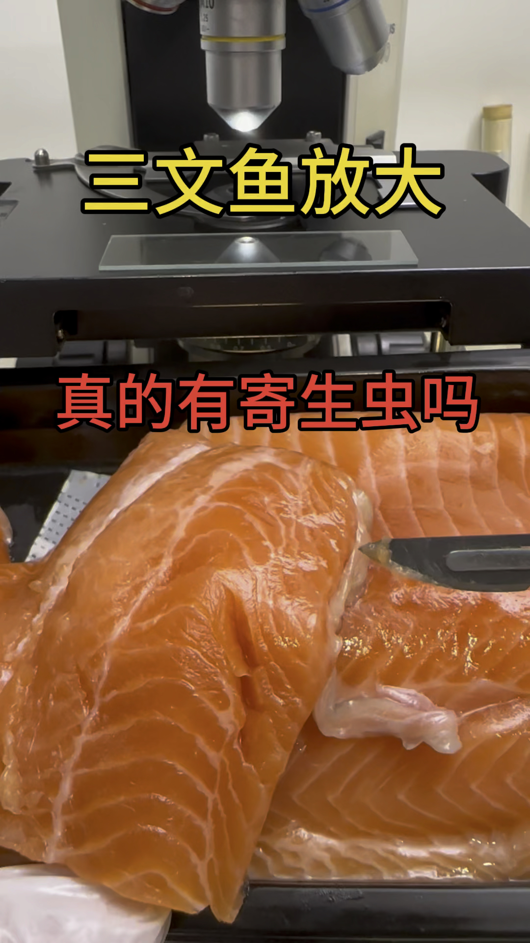 三文鱼放大!真的有寄生虫吗?