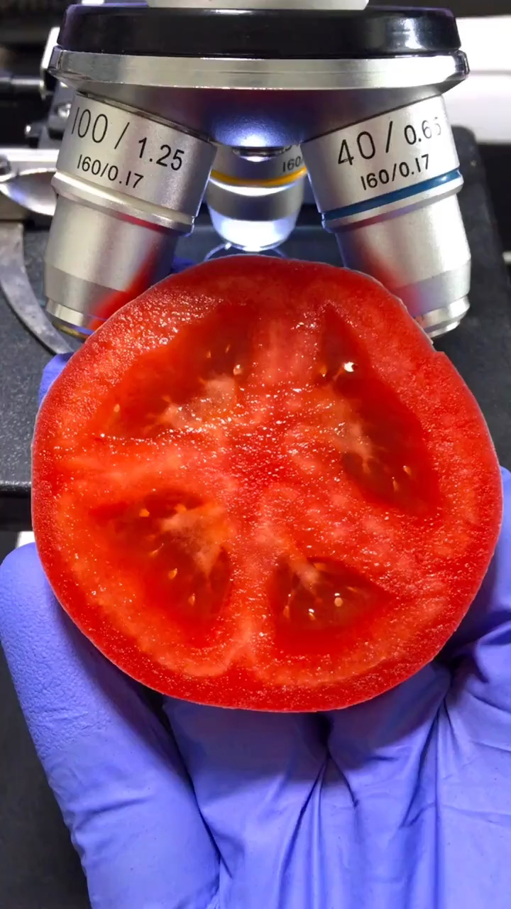 西红柿放大，显微镜下的西红柿你见过吗？