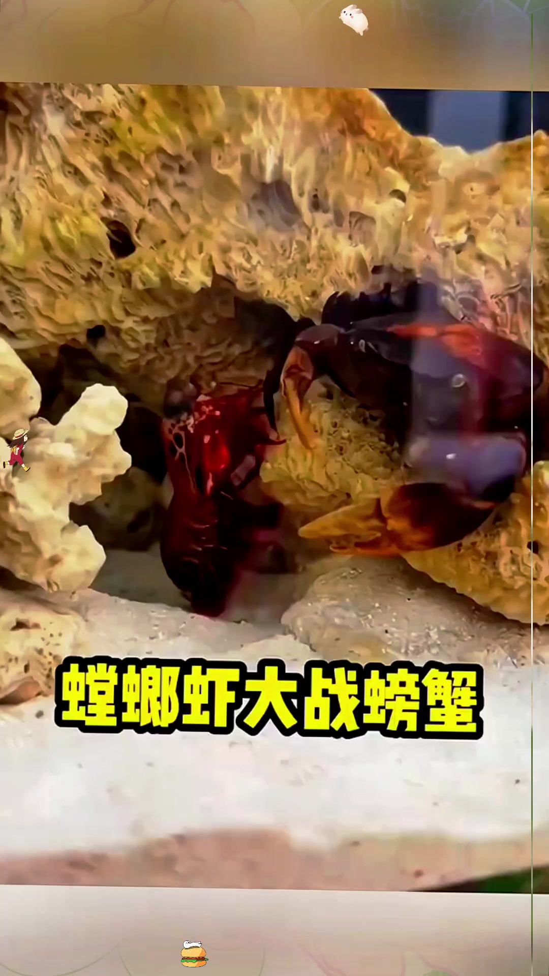 螳螂虾大战螃蟹～