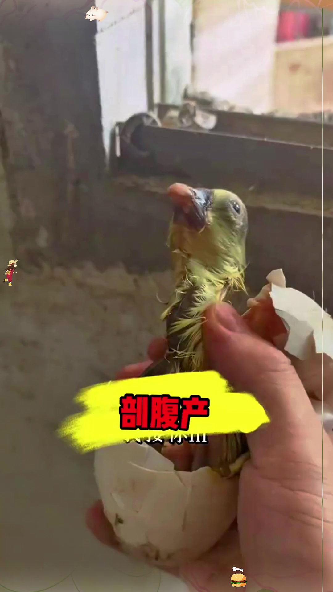 给小鸭鸭成功剖腹产！