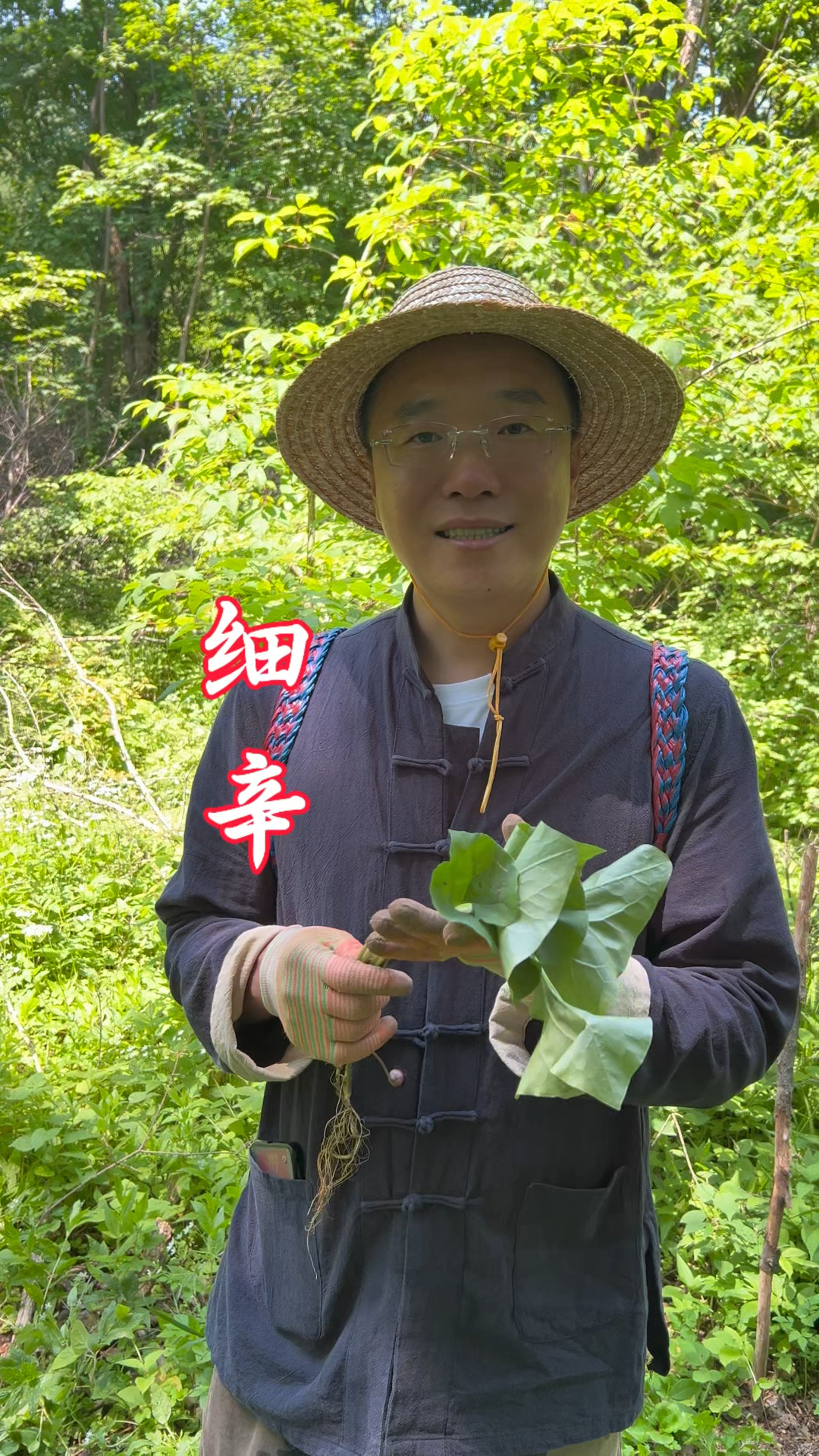细辛不过钱说的就是它了