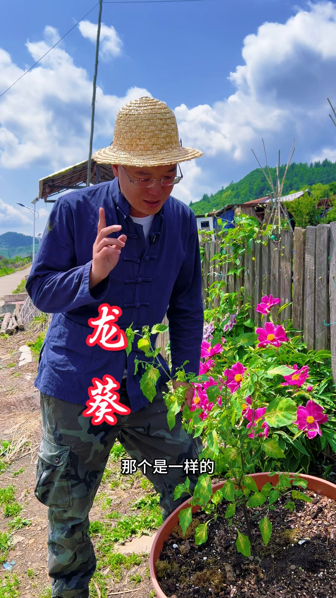 龙葵是一种很好的本草,充满了儿时的回忆