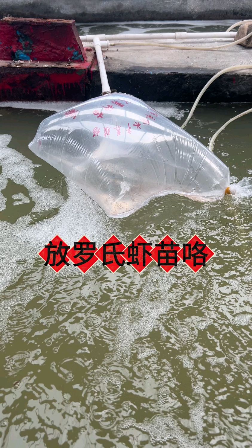 放罗氏虾苗咯!!