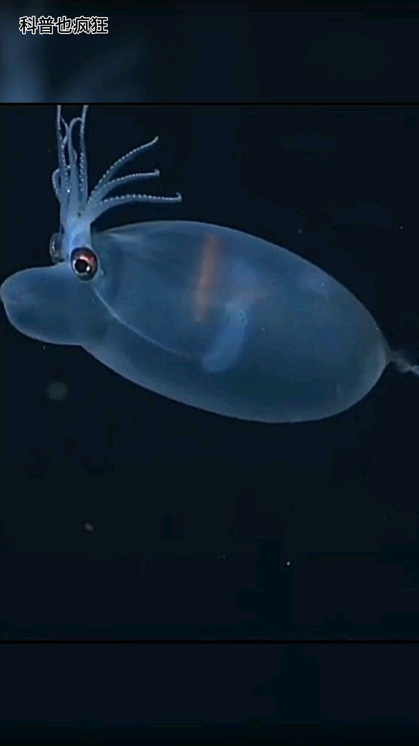 科普介绍16种稀有鱿鱼