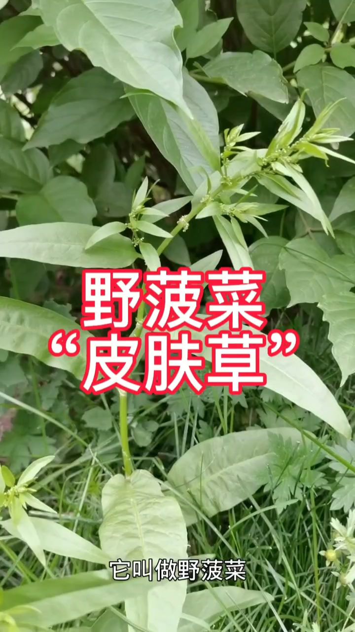 “野菠菜”酷似菠菜,却和菠菜毫无关系,但是对皮肤很好