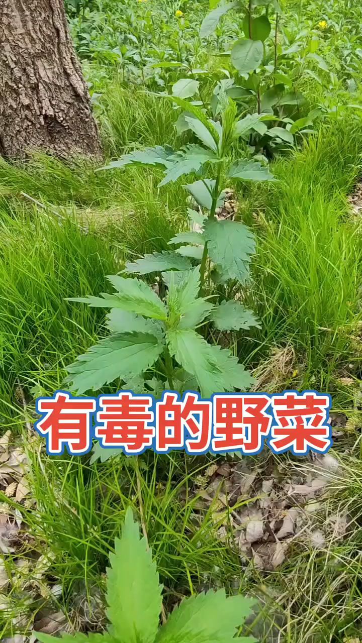 蛰麻子，名字很可怕，却是一种很美味的野菜，遇到别当杂草