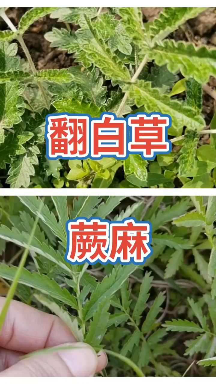 翻白草和蕨麻总是有人分不清，今天就让我来带大家认识一下吧
